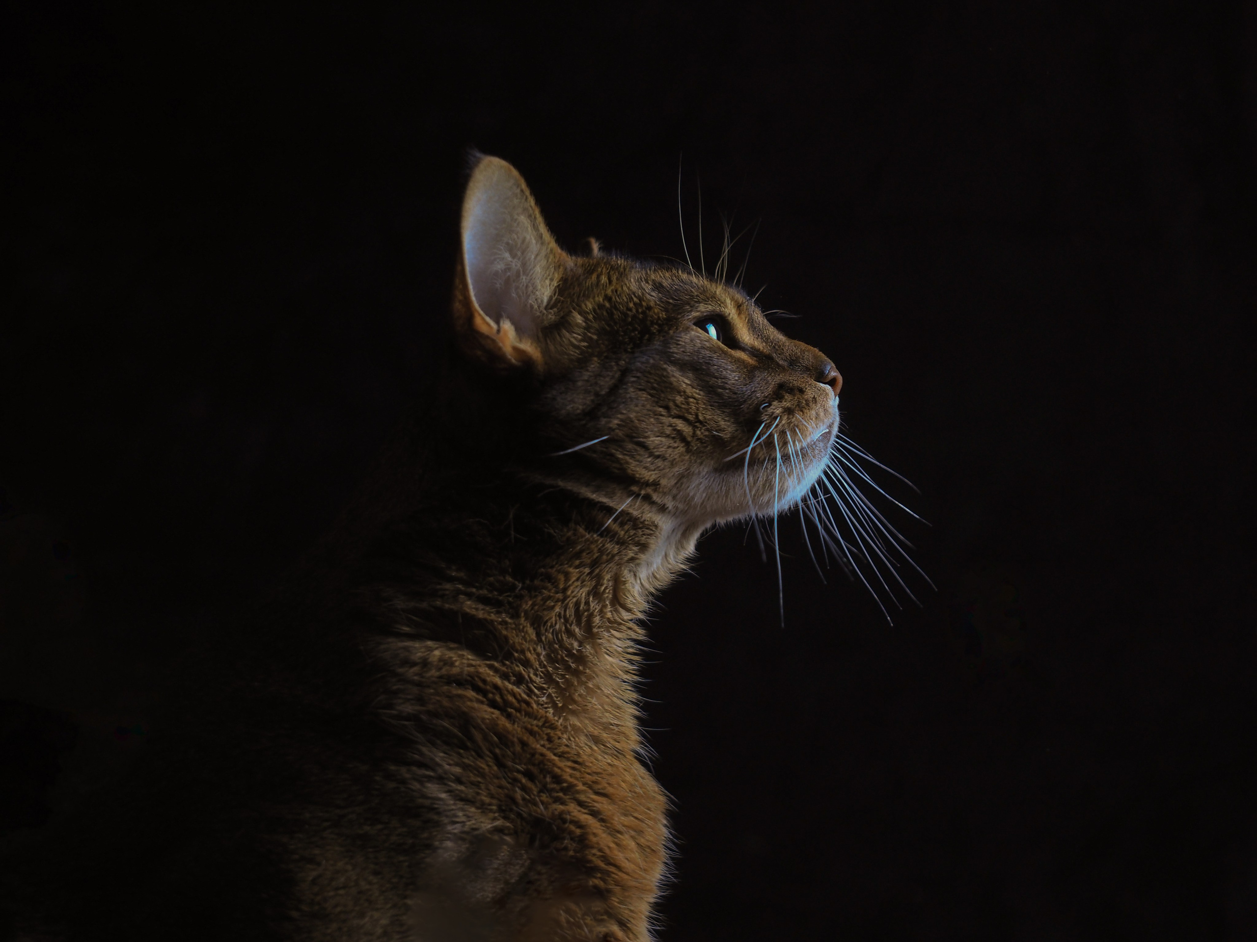 Семейный портрет. Алёна Орлова Портретный фотограф Москва