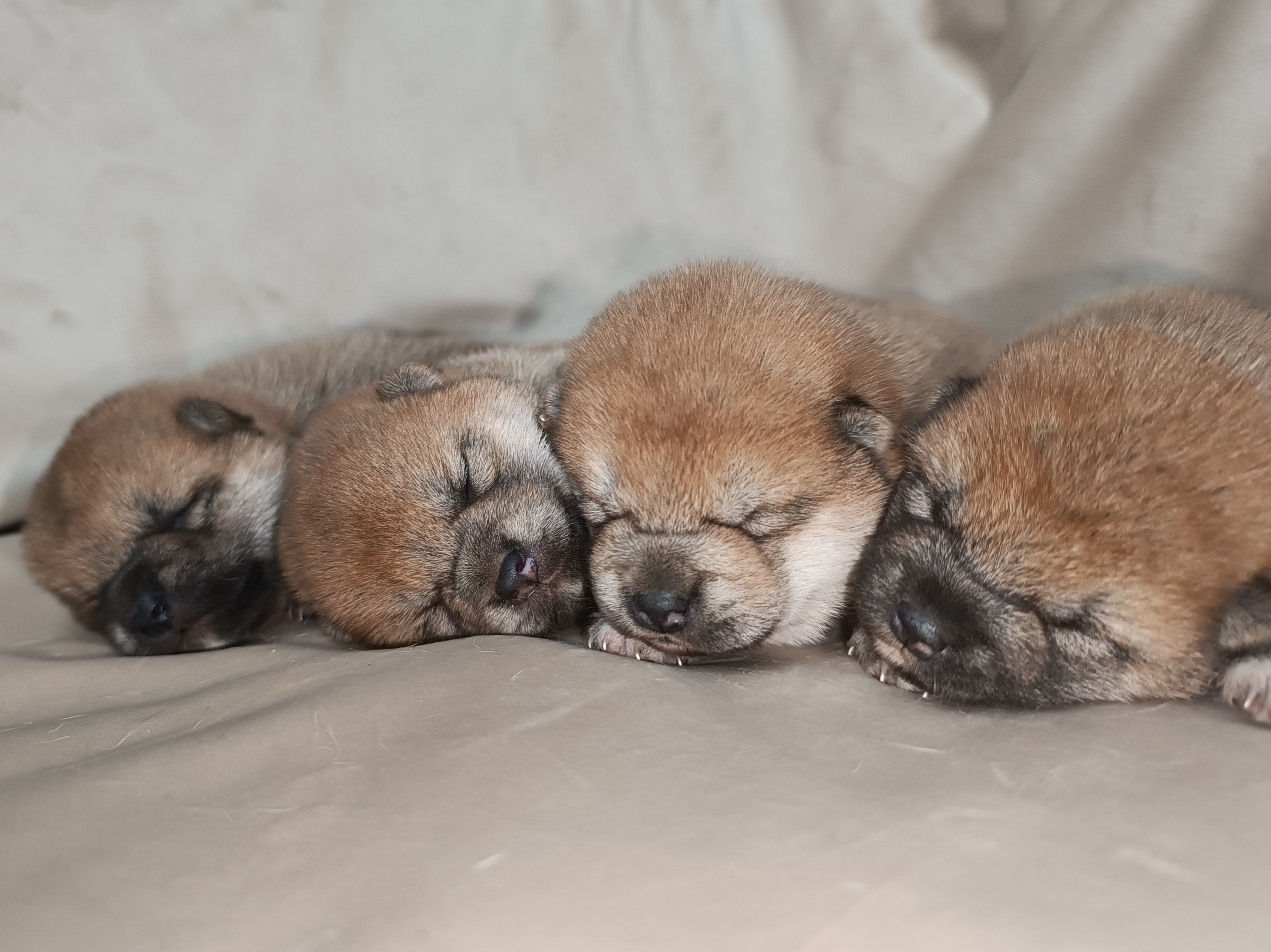 сиба питомник Рубилайт щенки на продажу rubylight  сиба щенки купить СПб Санкт-Петербург 