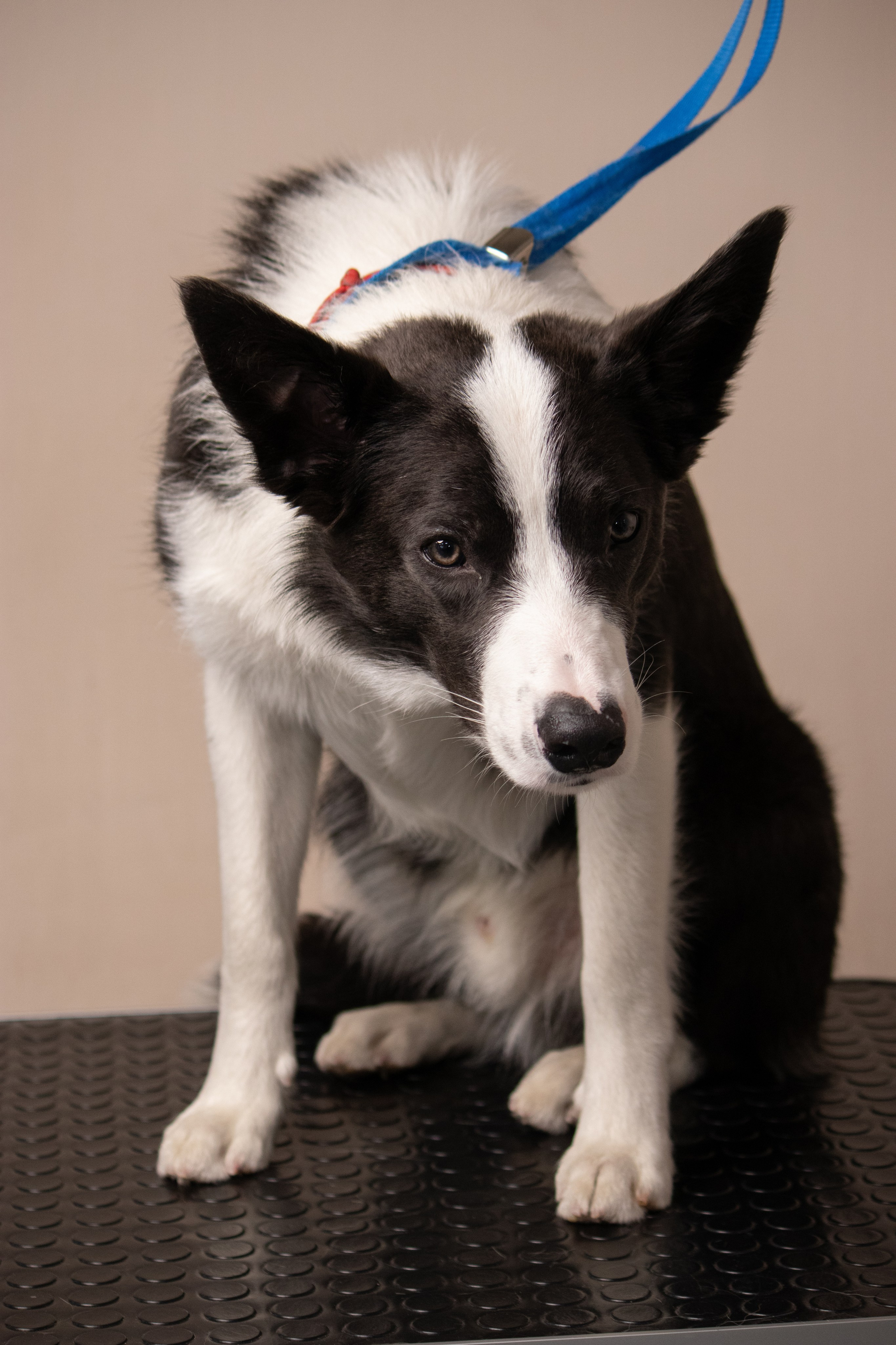 MOS`KA groom | Стрижки кошек и собак | НН. Фотограф в Нижнем Новгороде Екатерина Хисматулина