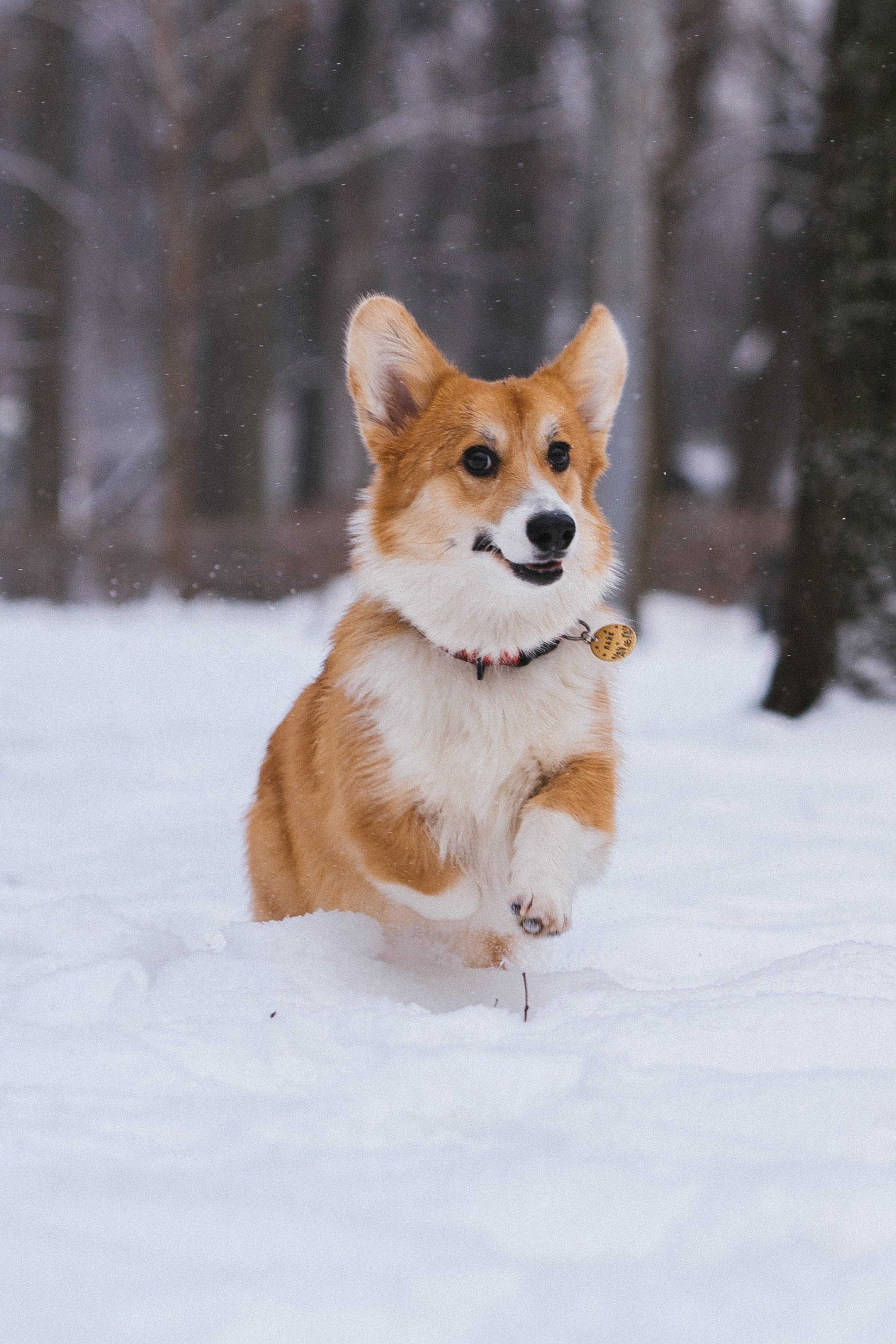 Агата и Лайк. Свадебный фотограф в Москве Анна Полушина