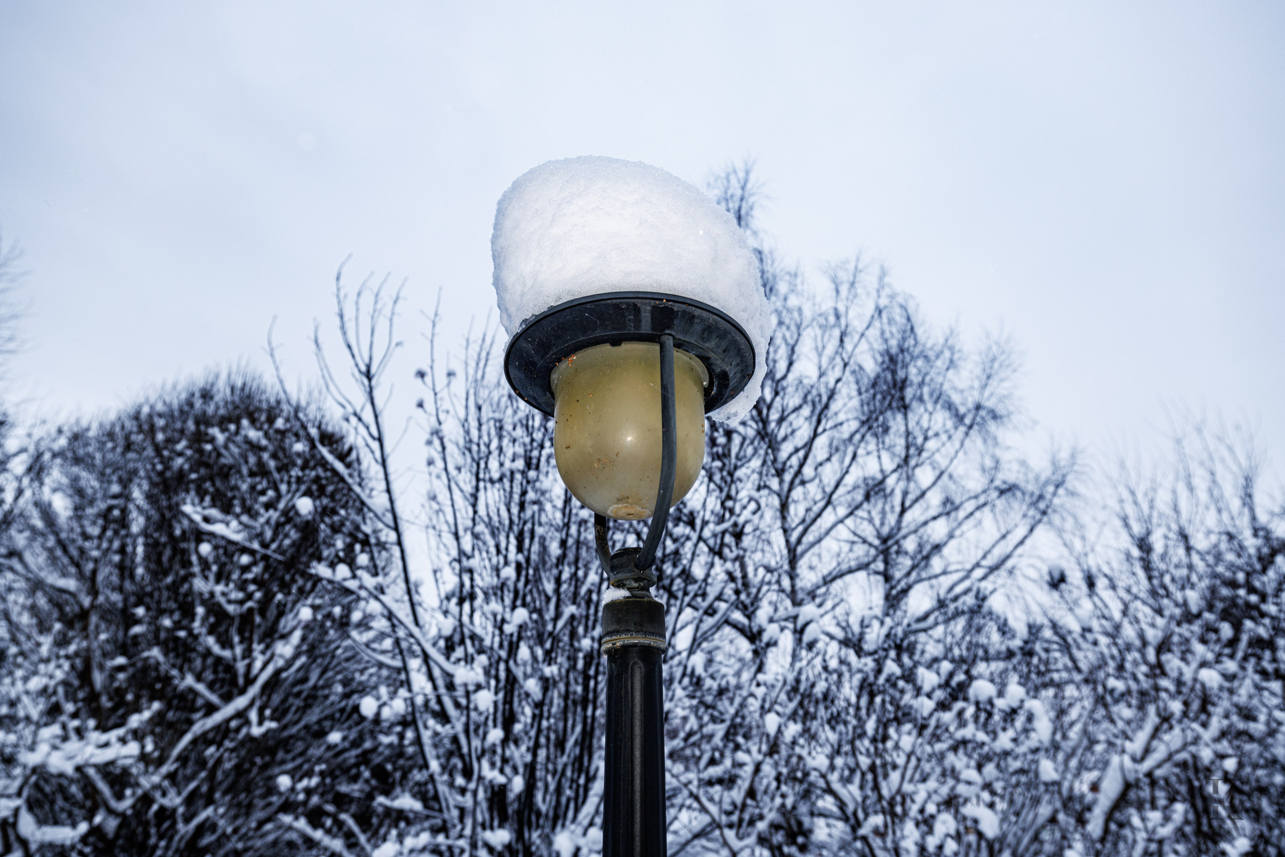 Природа 31 Декабря 2025 года. Клены. Фотографирую жизнь! Московский фотограф волонтер