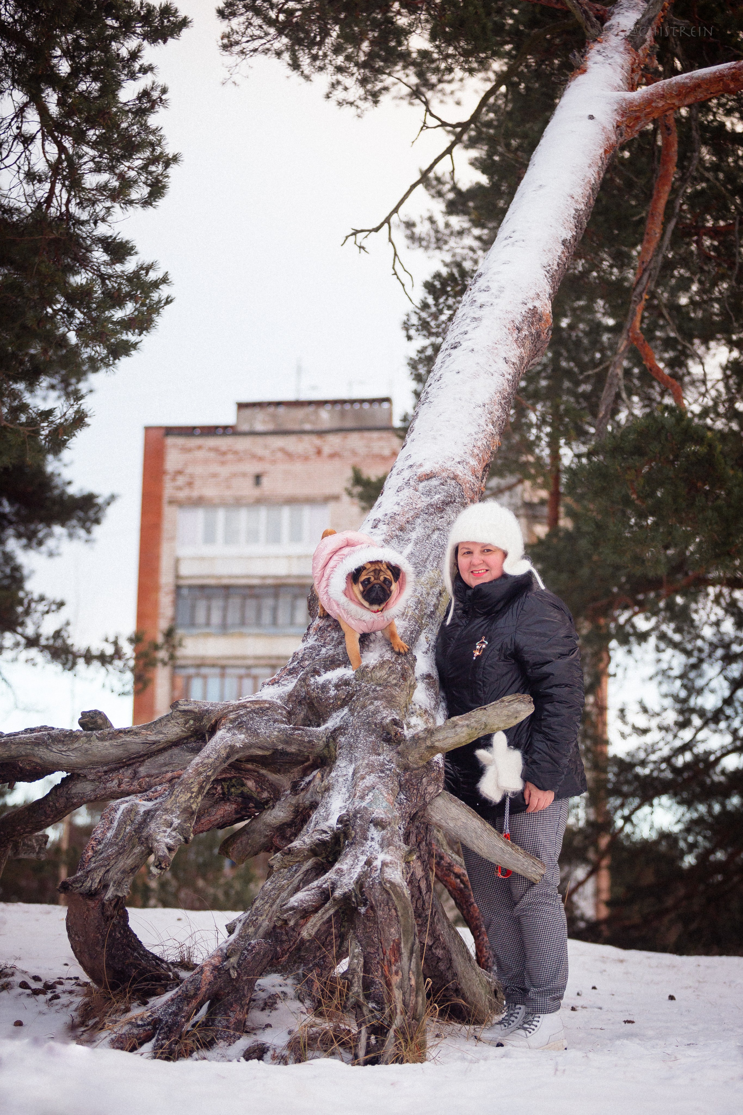 Новогоднее настроение. Роза. Фотограф-анималист Наталия Чистюхина в г. Сосновый Бор и ЛО