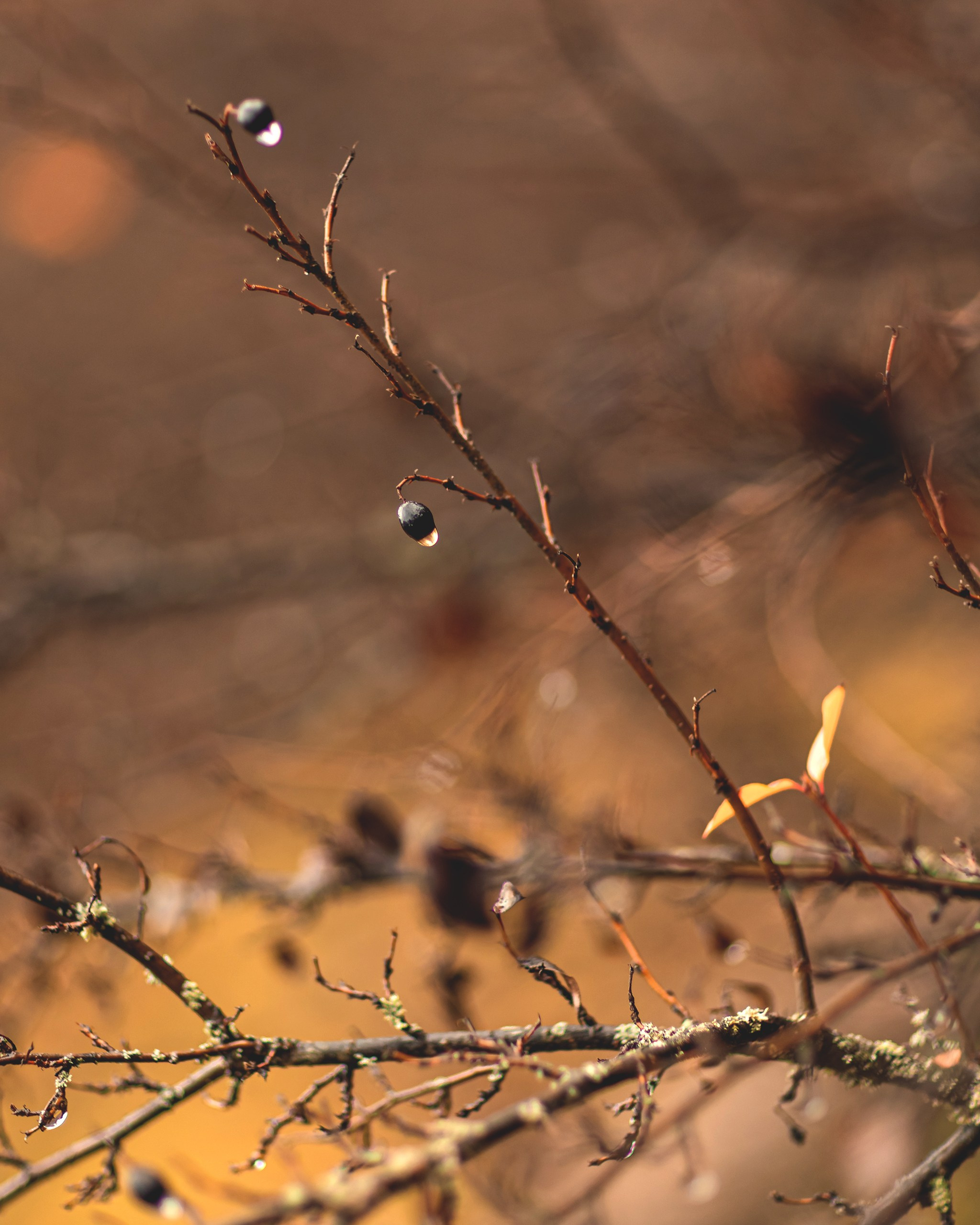 Осенняя лавстори. Детский и семейный фотограф Елена Михайлова в Москве