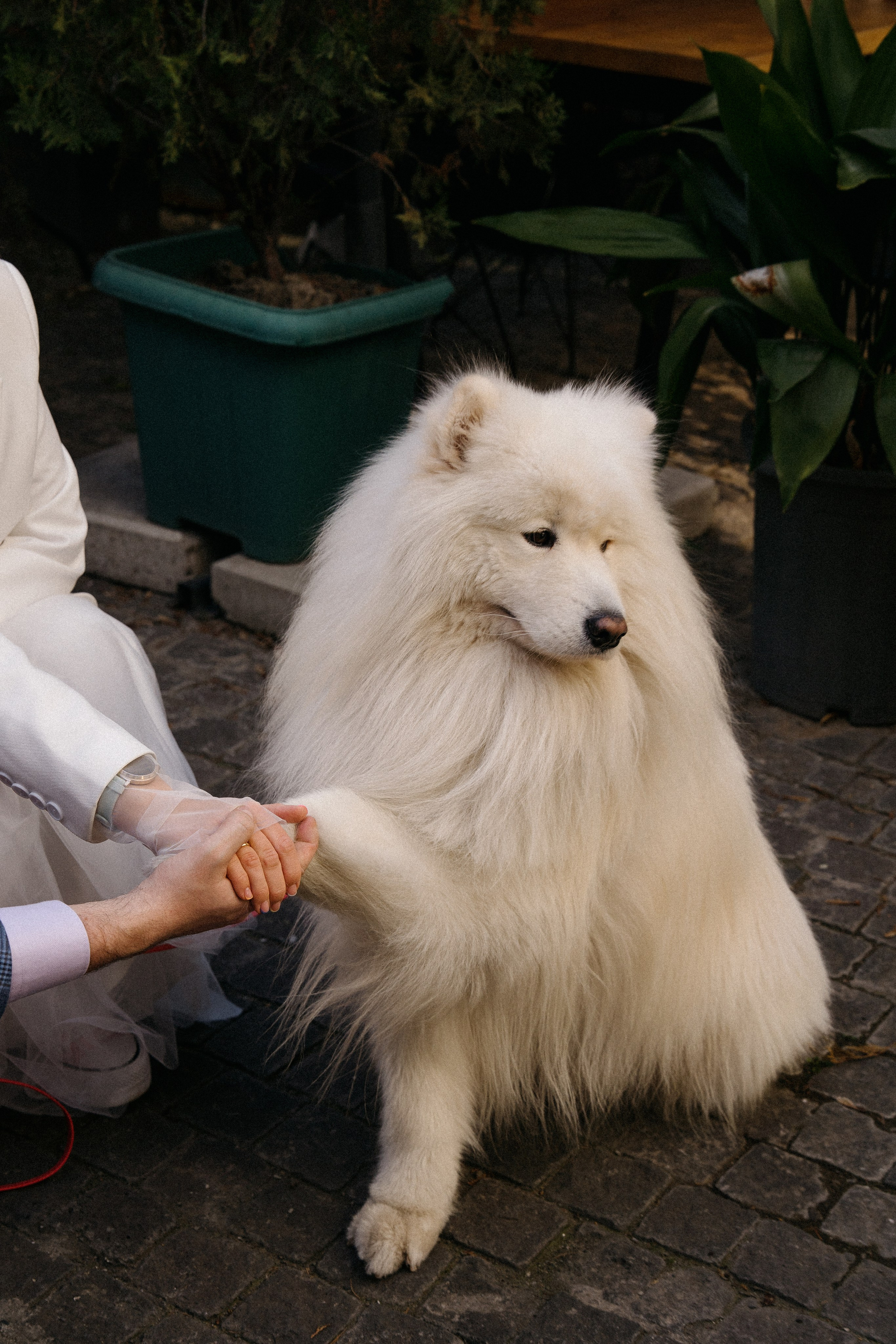 Пушистый свидетель