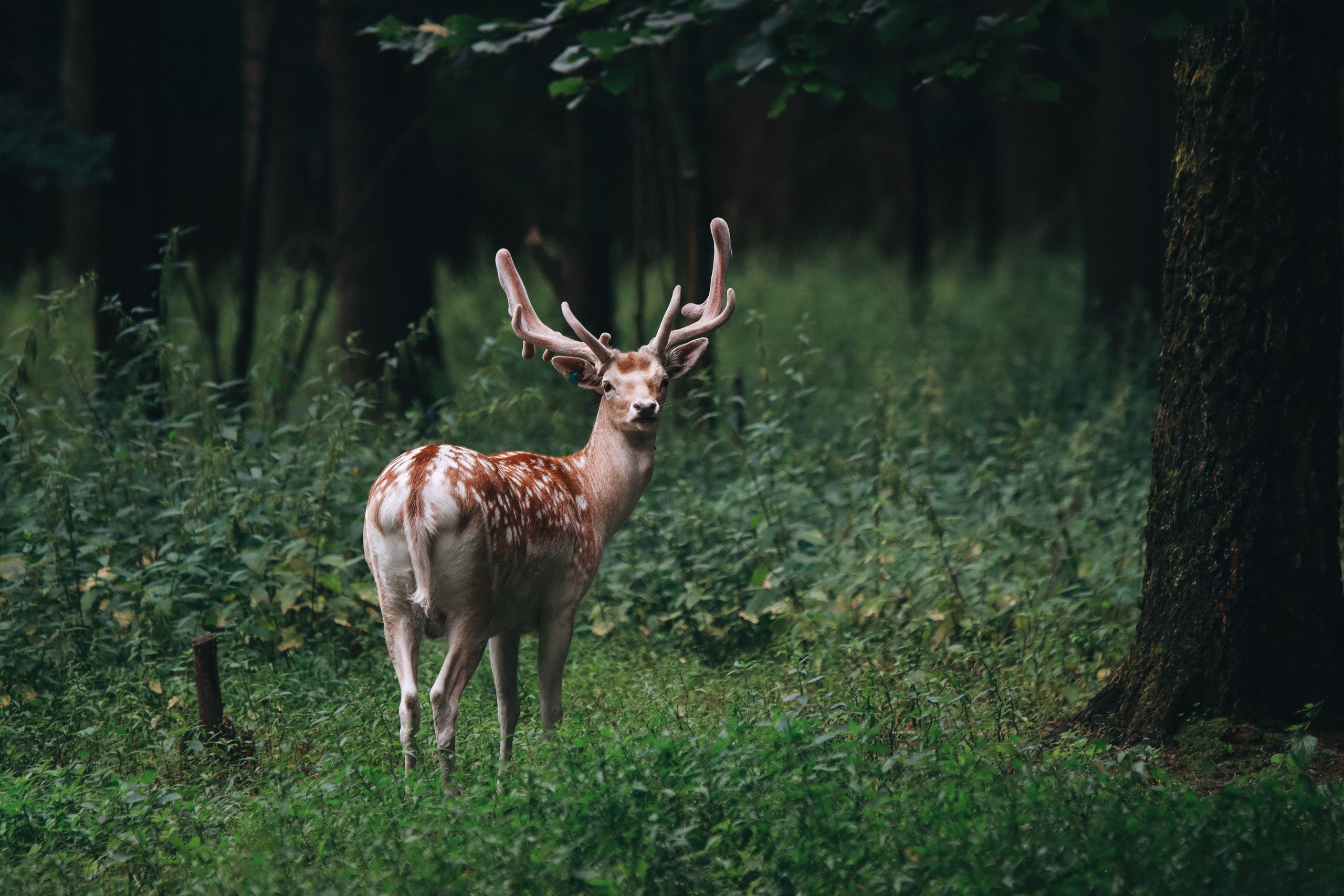 Экоцентр «Дом лани»/// фото для газеты. Репортажный фотограф в Москве и Зеленограде Karina-vozd