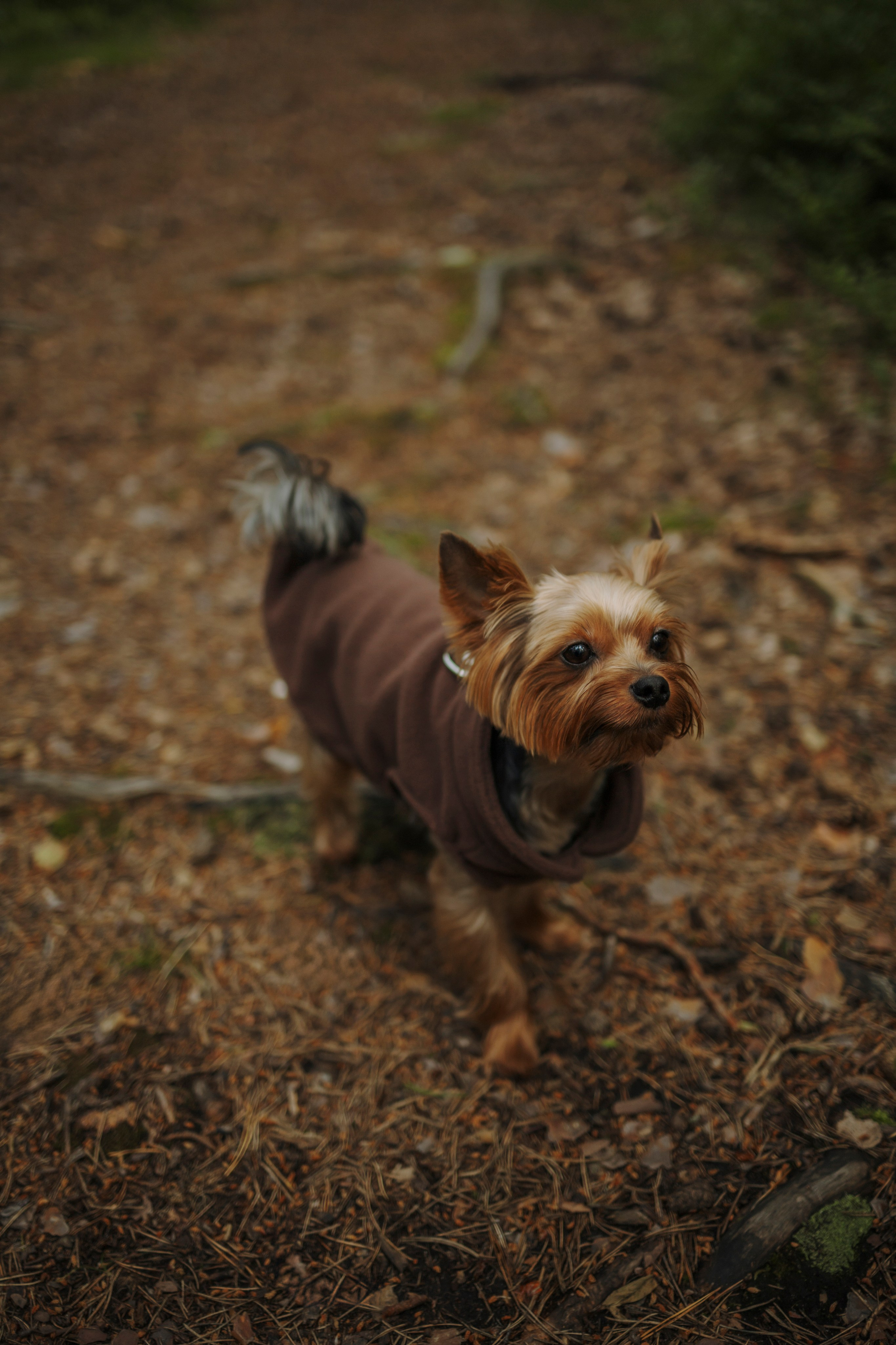 День из жизни Чуи и его семьи. Фотограф-анималист в Санкт-Петеребурге Титова Алиса