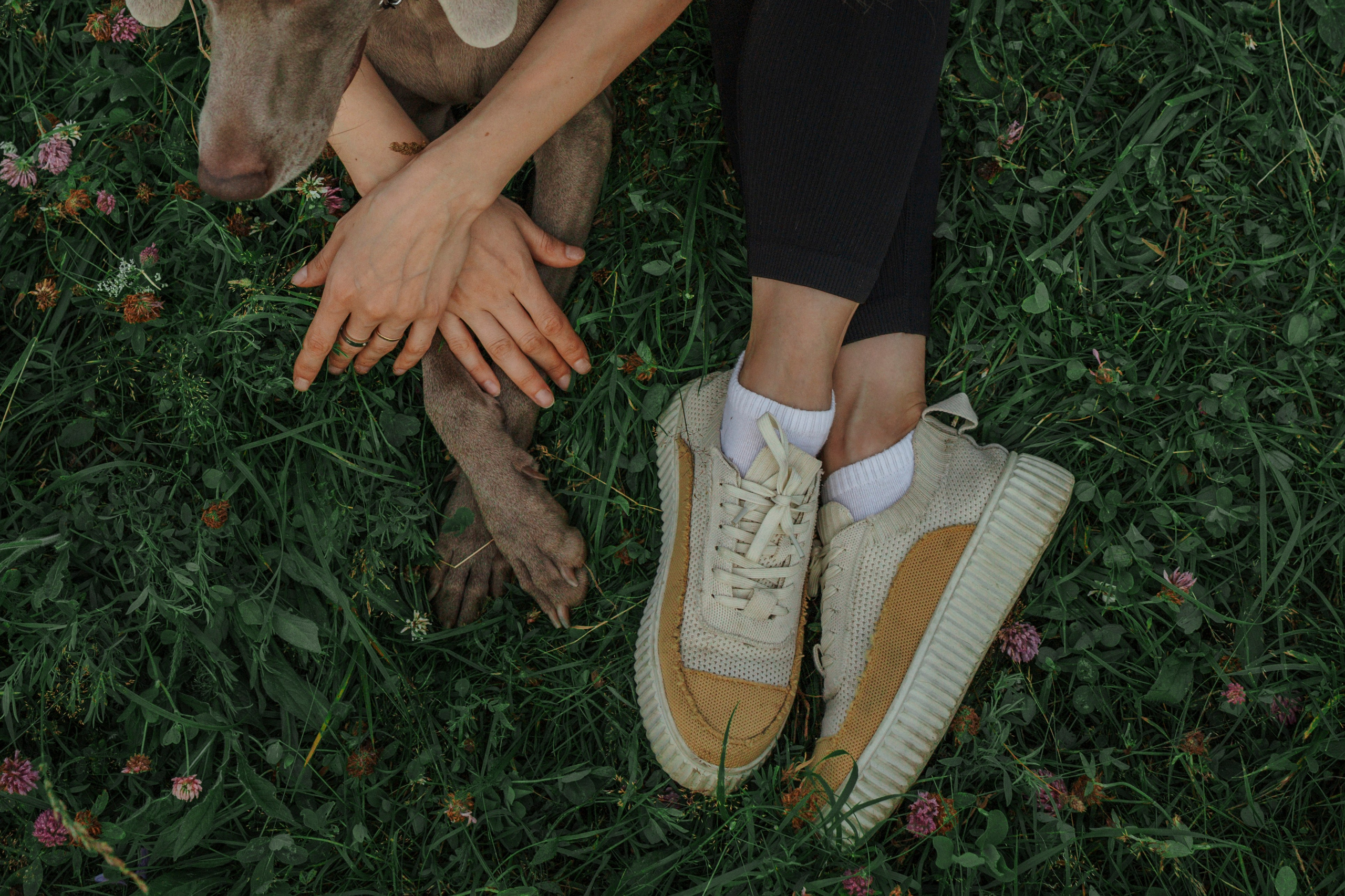 Маргарита и веймаранеры. Фотограф-анималист в Санкт-Петеребурге Титова Алиса