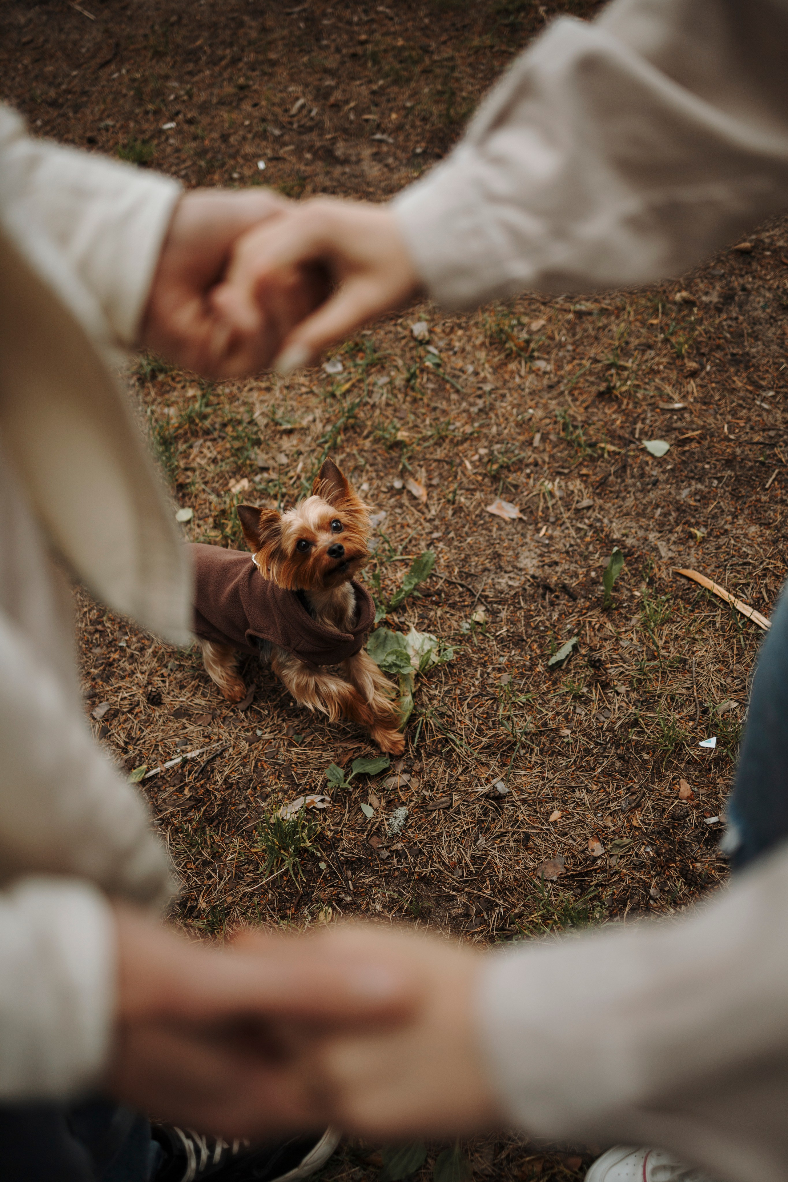 День из жизни Чуи и его семьи. Фотограф-анималист в Санкт-Петеребурге Титова Алиса