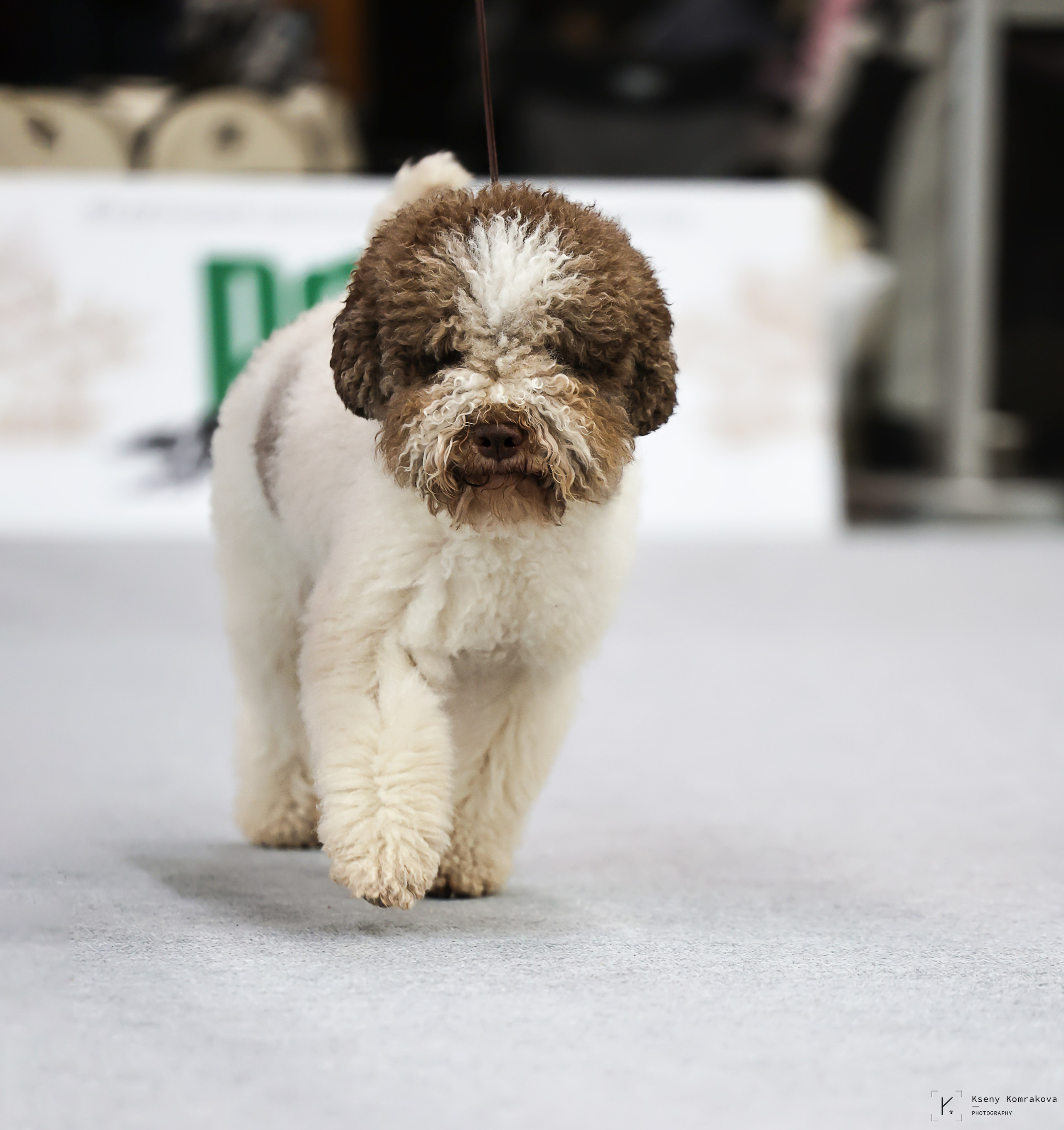 Съемка собак. Анималистика. Репортаж. Индивидуальная съемка