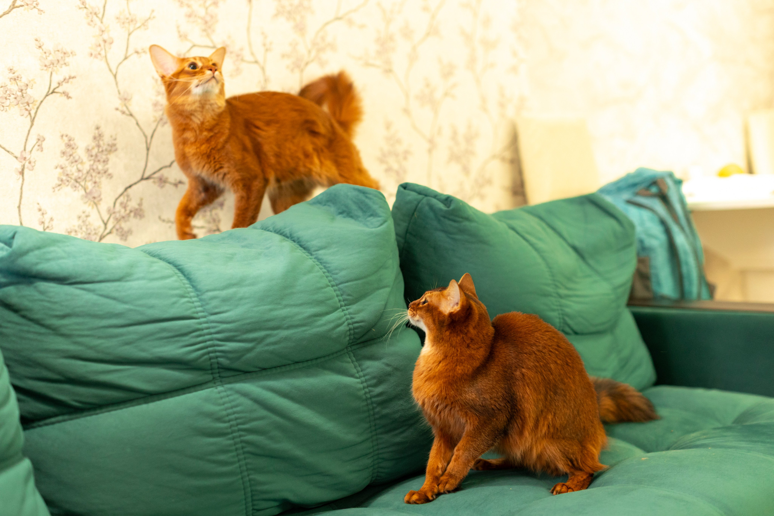 Сомали. Art my Pho