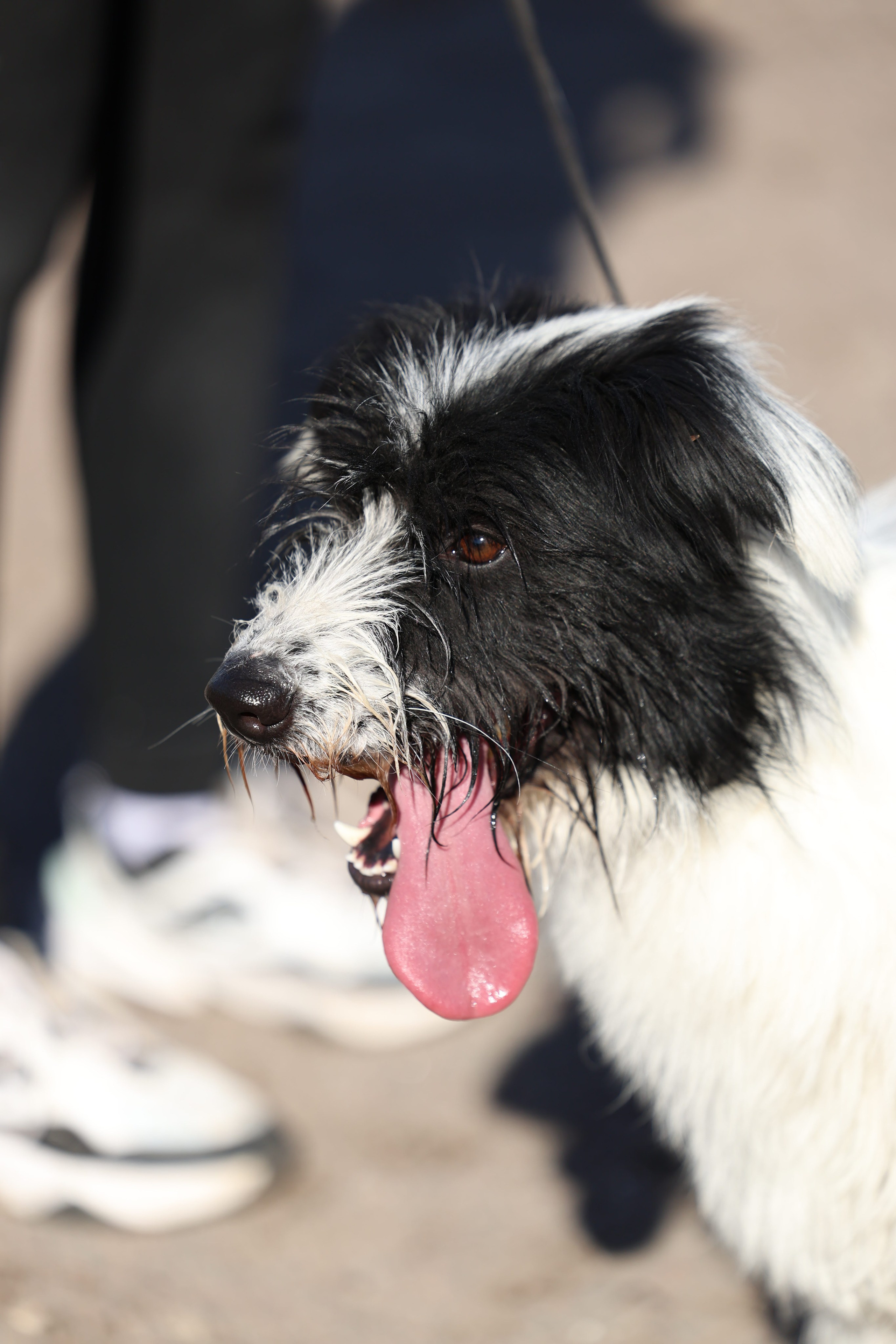 Приют. Виктория Михайловская. Фотограф-анималист. Москва