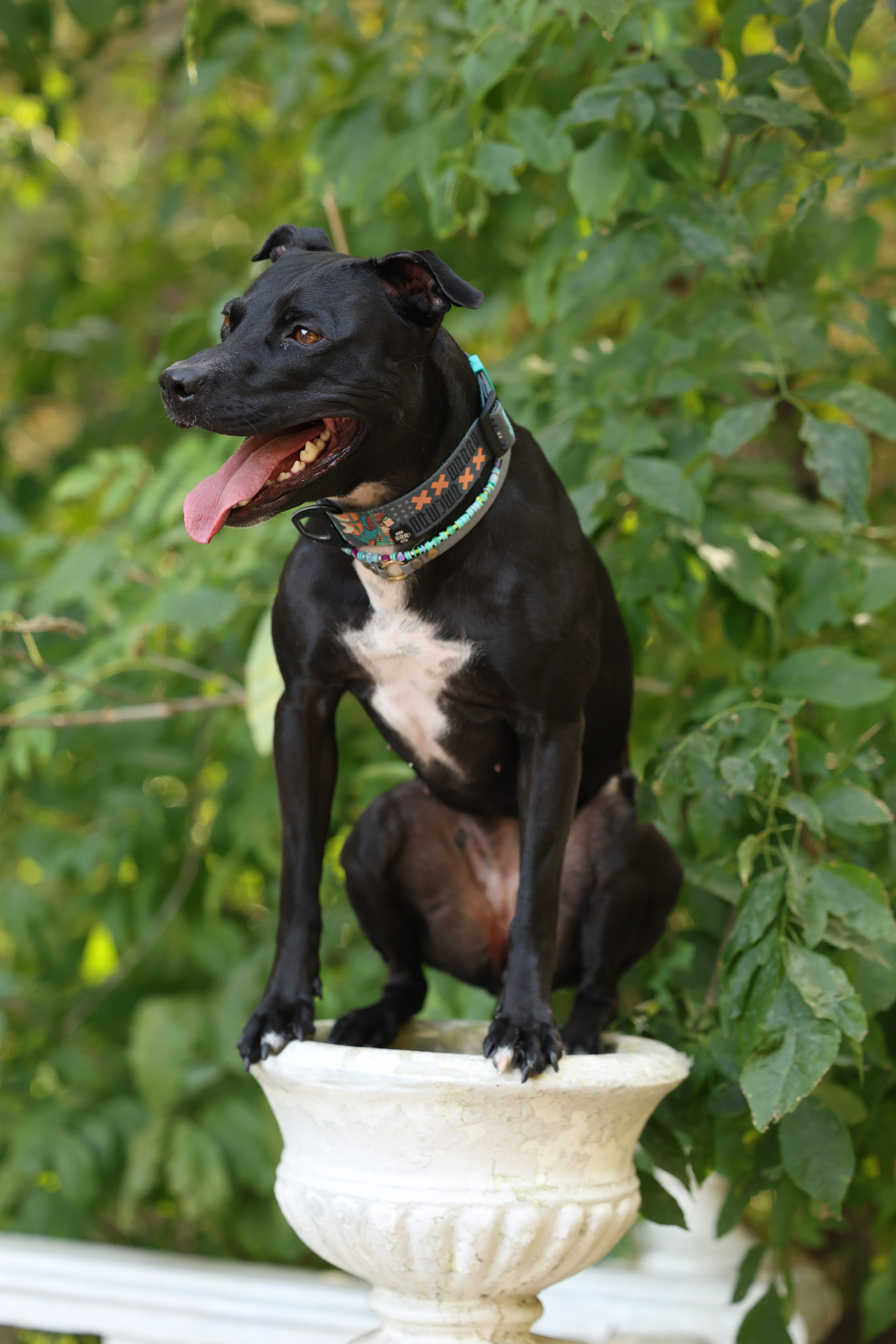 Алена и Бора. Виктория Михайловская. Фотограф-анималист. Москва