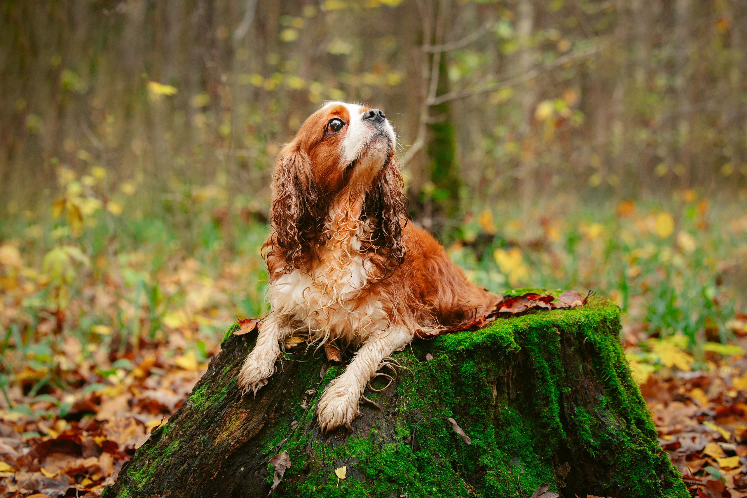 Ричард и Филя. Виктория Михайловская. Фотограф-анималист. Москва