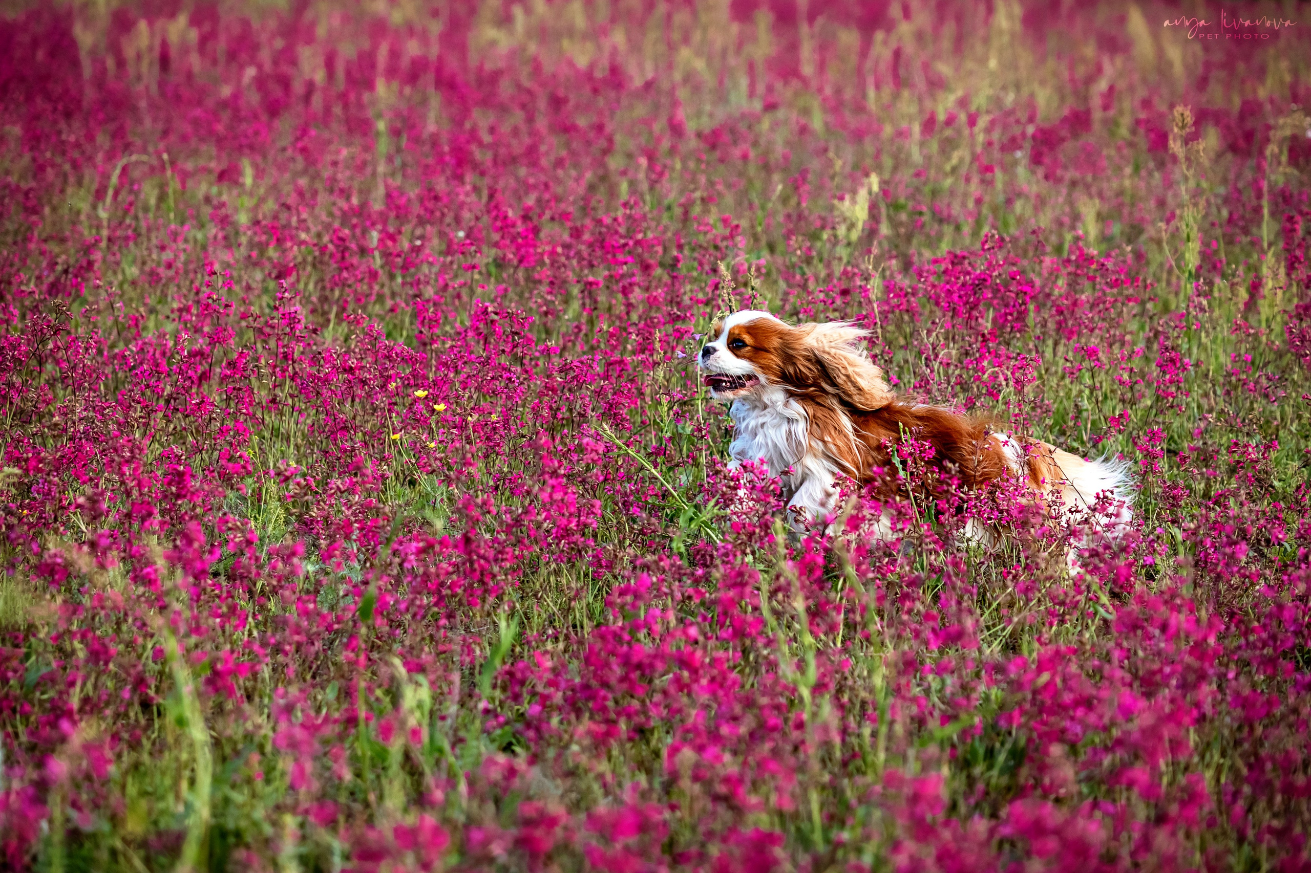 Смолка клейкая. Фотограф анималист Аня Ливанова | Рыбинск