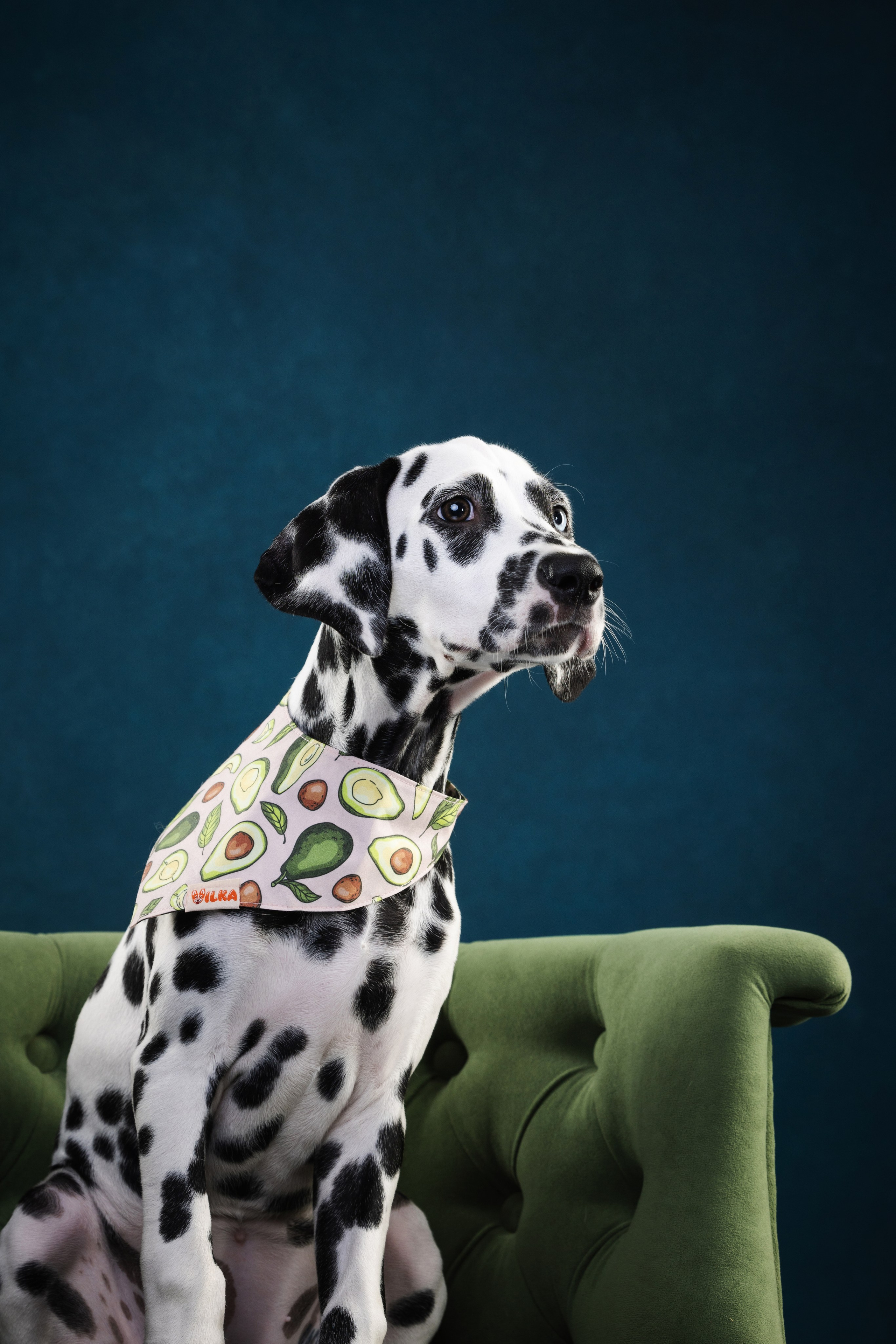 Далматин Одри. Фотограф анималист Осипчикова Мария