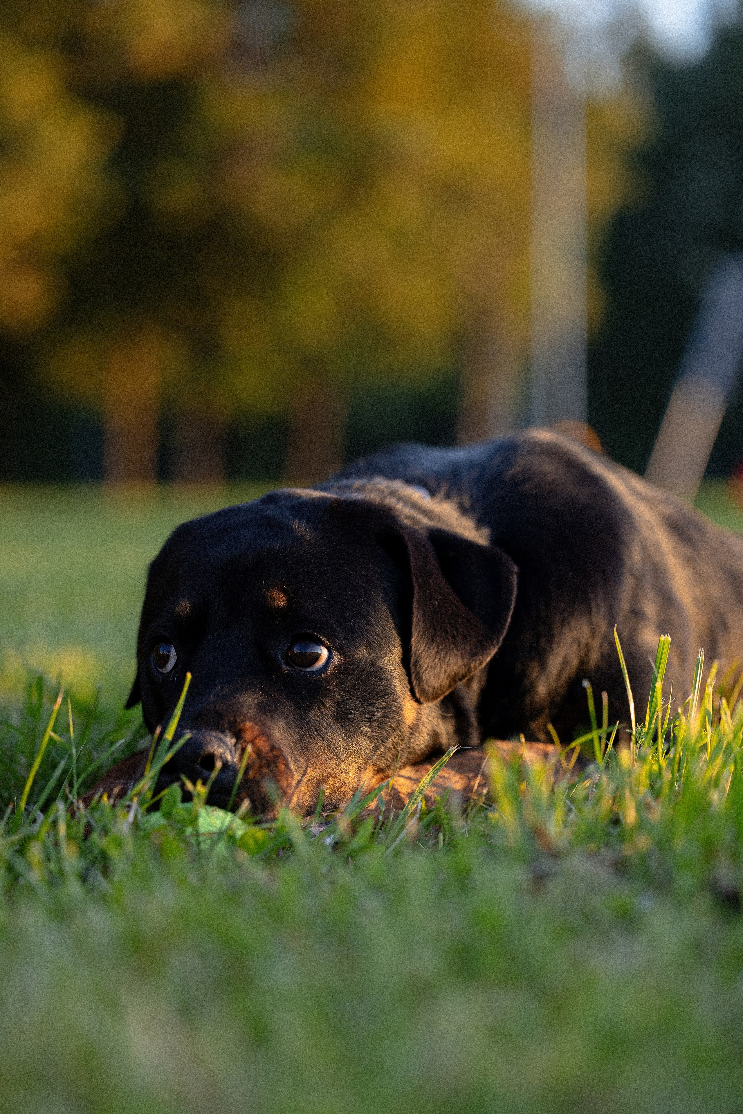 Катя, Леша, Лея и Трой. Фотограф и видеограф анималист Аганина Дарья