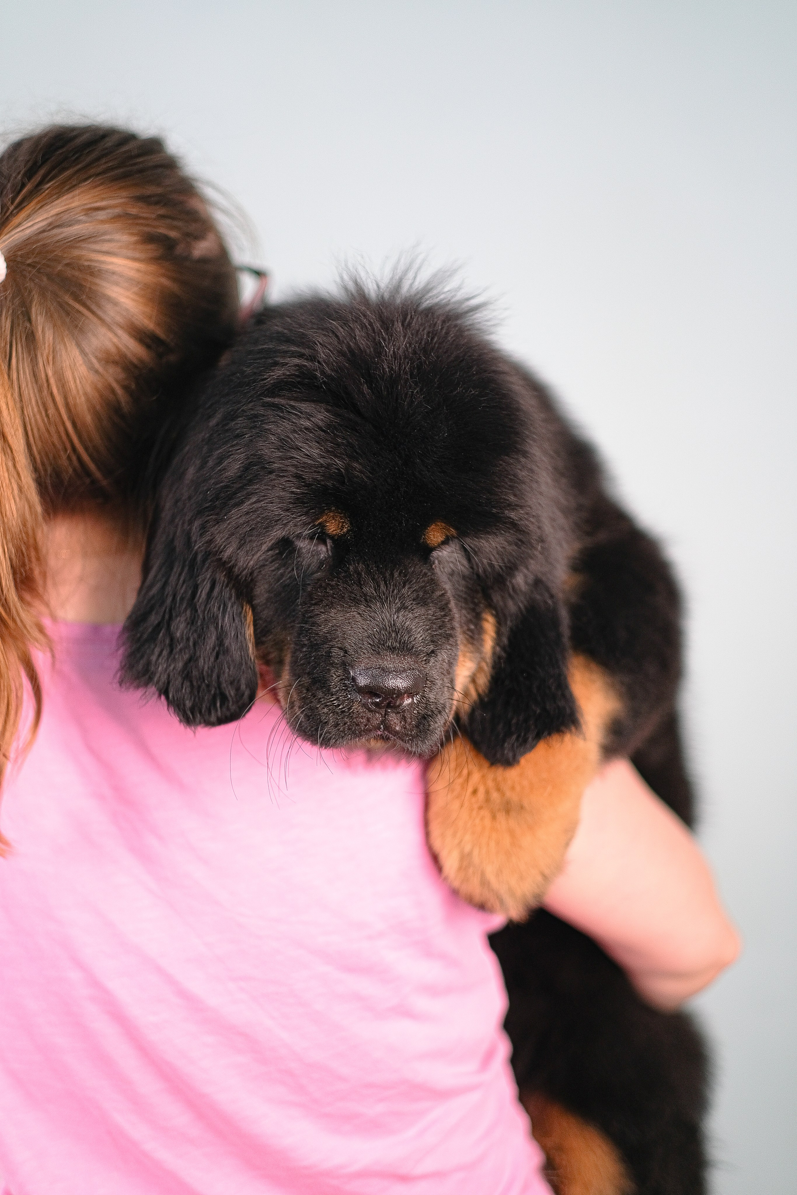 Тибетский мастиф. Фотограф и видеограф анималист Аганина Дарья
