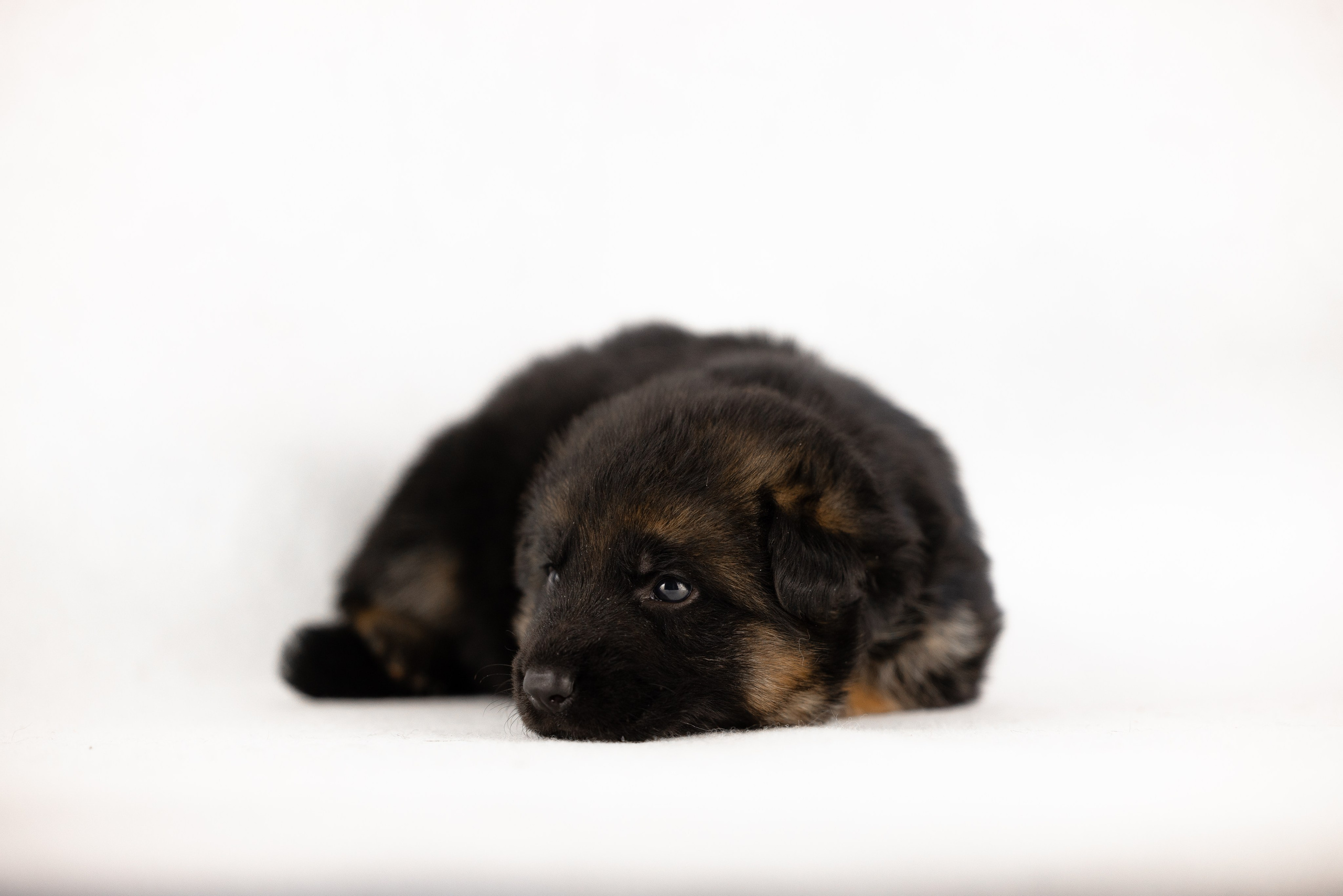 Немецкая овчарка. Фотограф и видеограф анималист Аганина Дарья