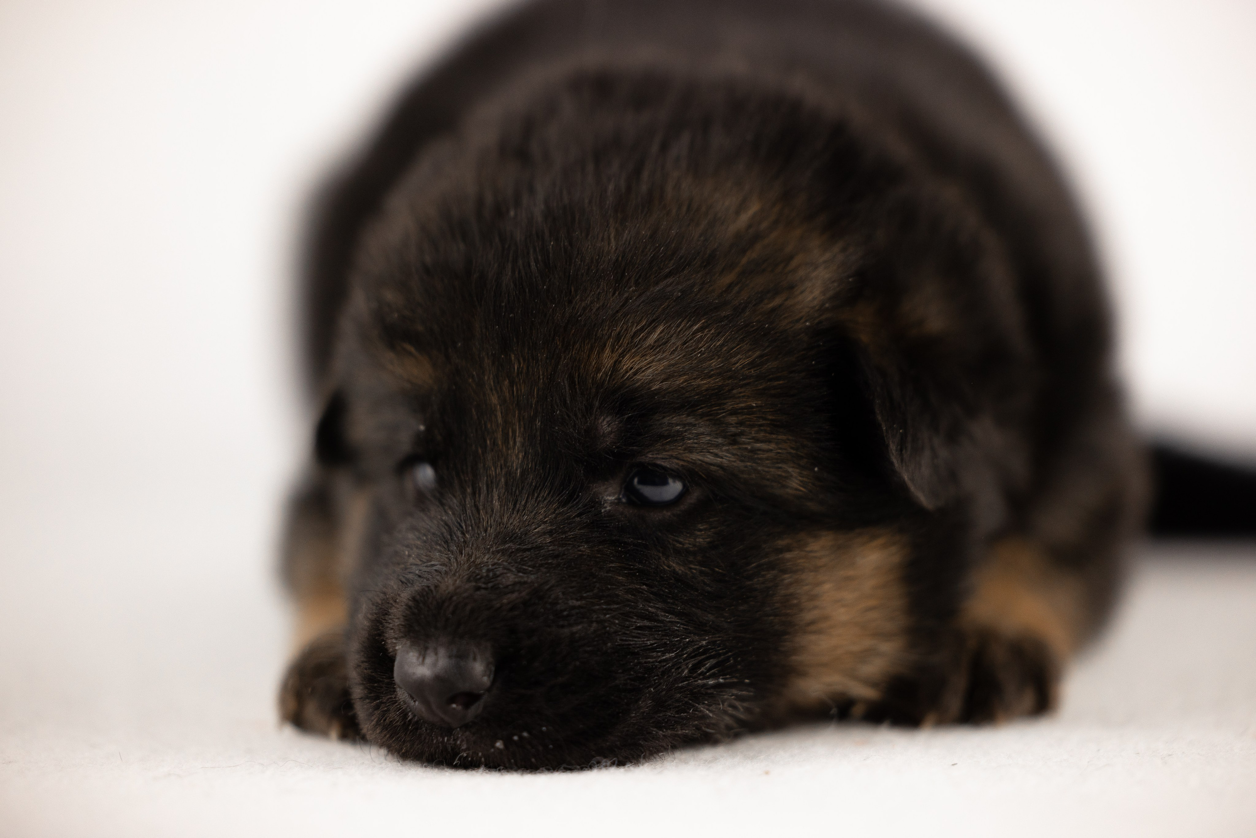 Немецкая овчарка. Фотограф и видеограф анималист Аганина Дарья
