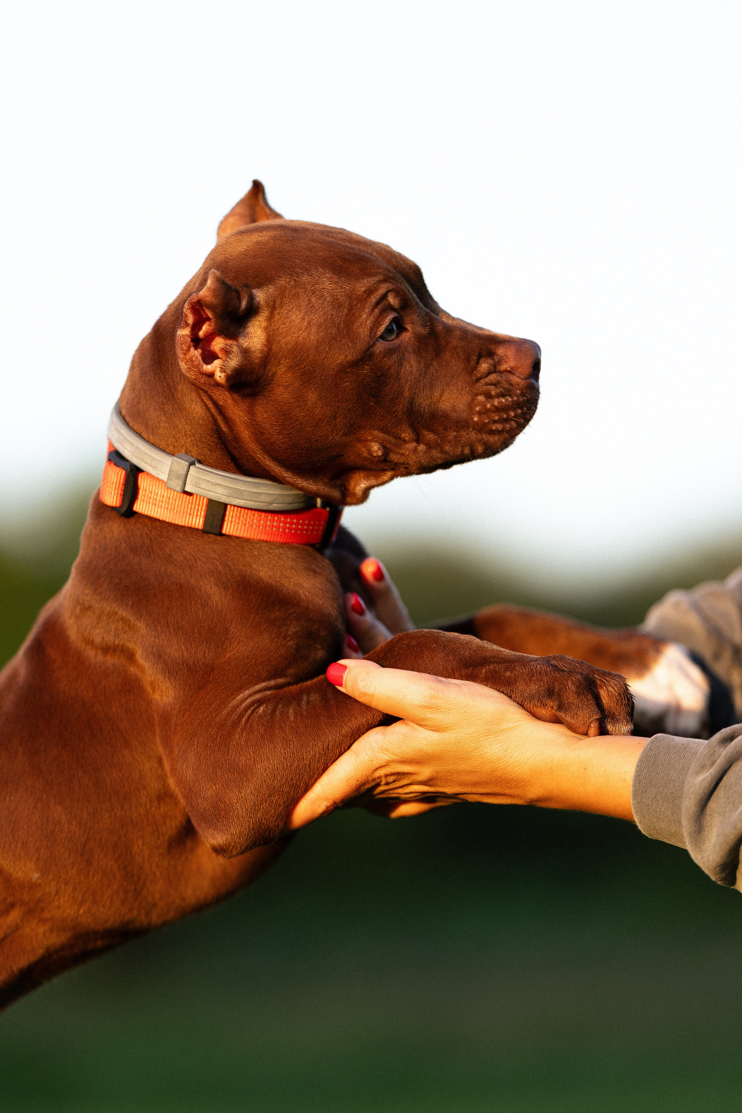 Елена и Хан. Фотограф и видеограф анималист Аганина Дарья
