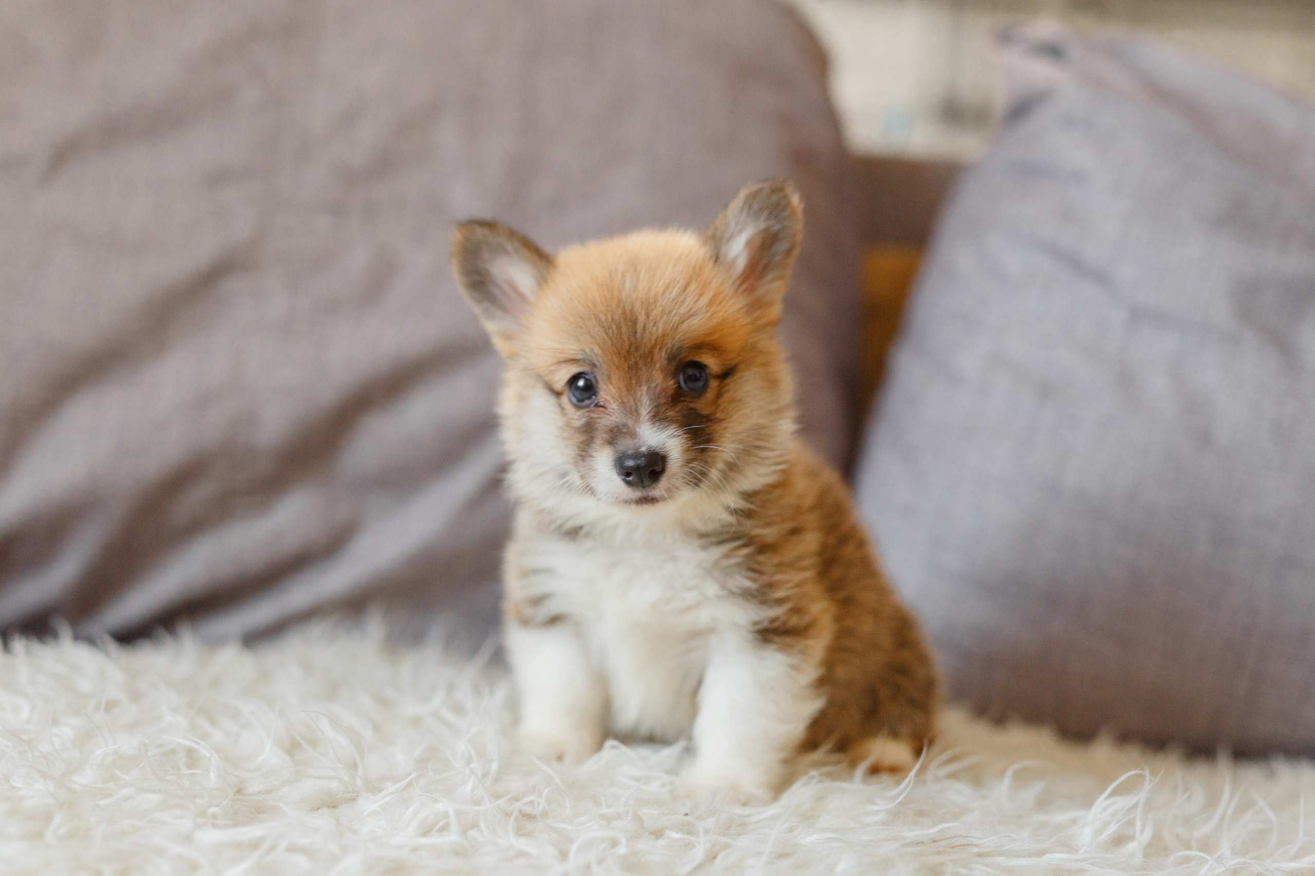 Собаки, кошки и др. животные. Семейный фотограф в Екатеринбурге