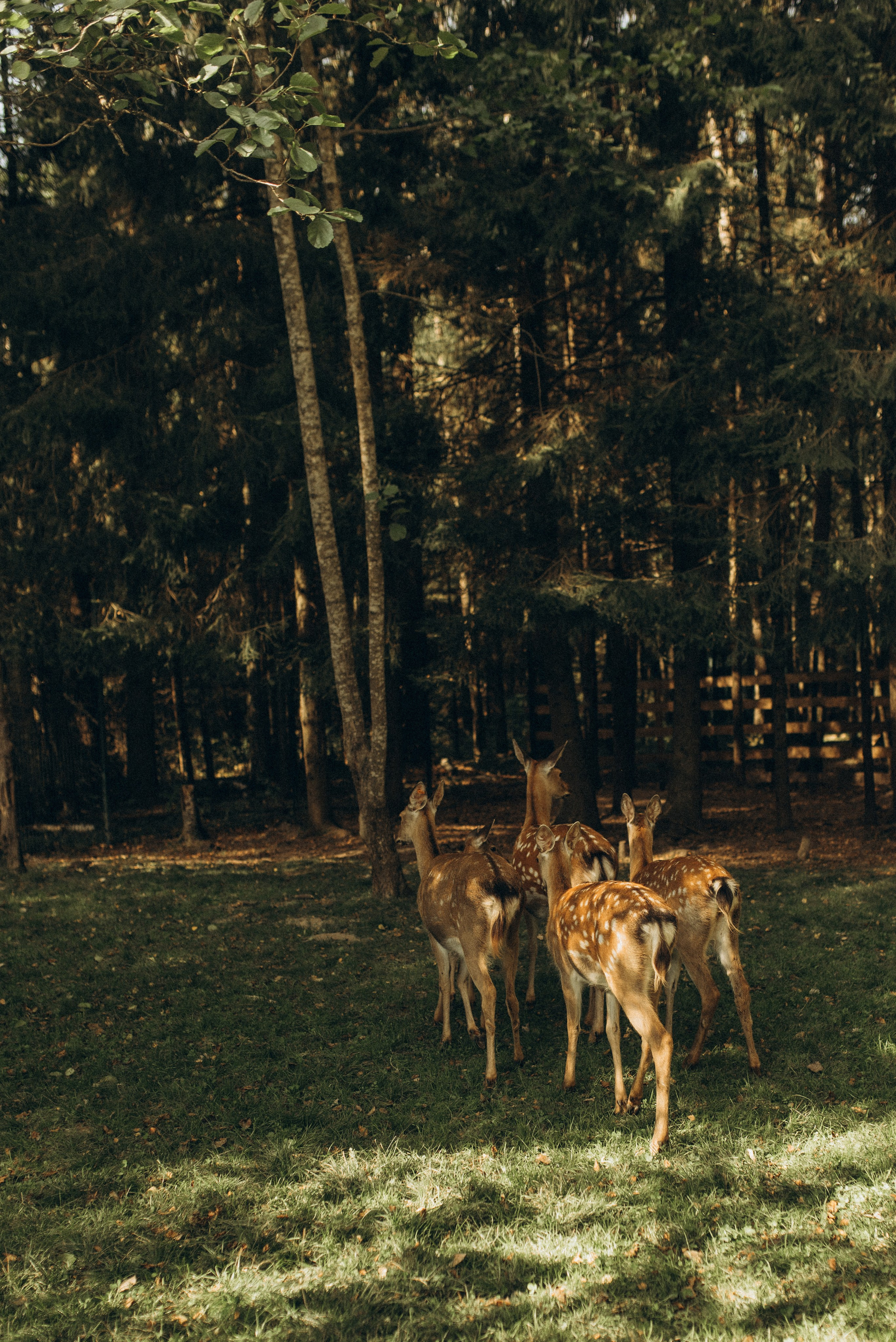Прогулка к оленям. Семейный фотограф в Москве Екатерина Север
