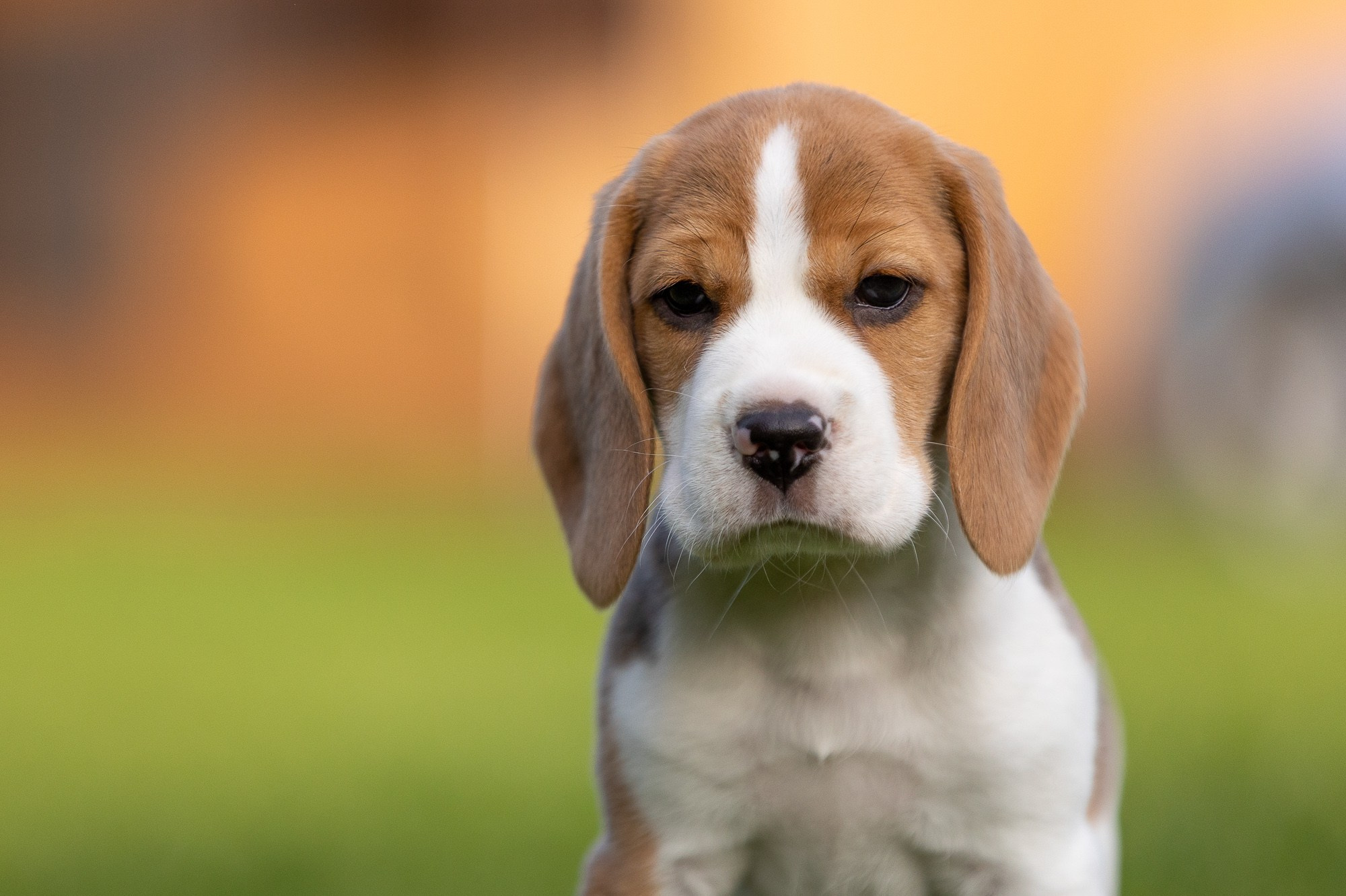 Фотосъёмки щенков. Фотограф-анималист Natalia Deingel | Фотосъемка собак в Москве