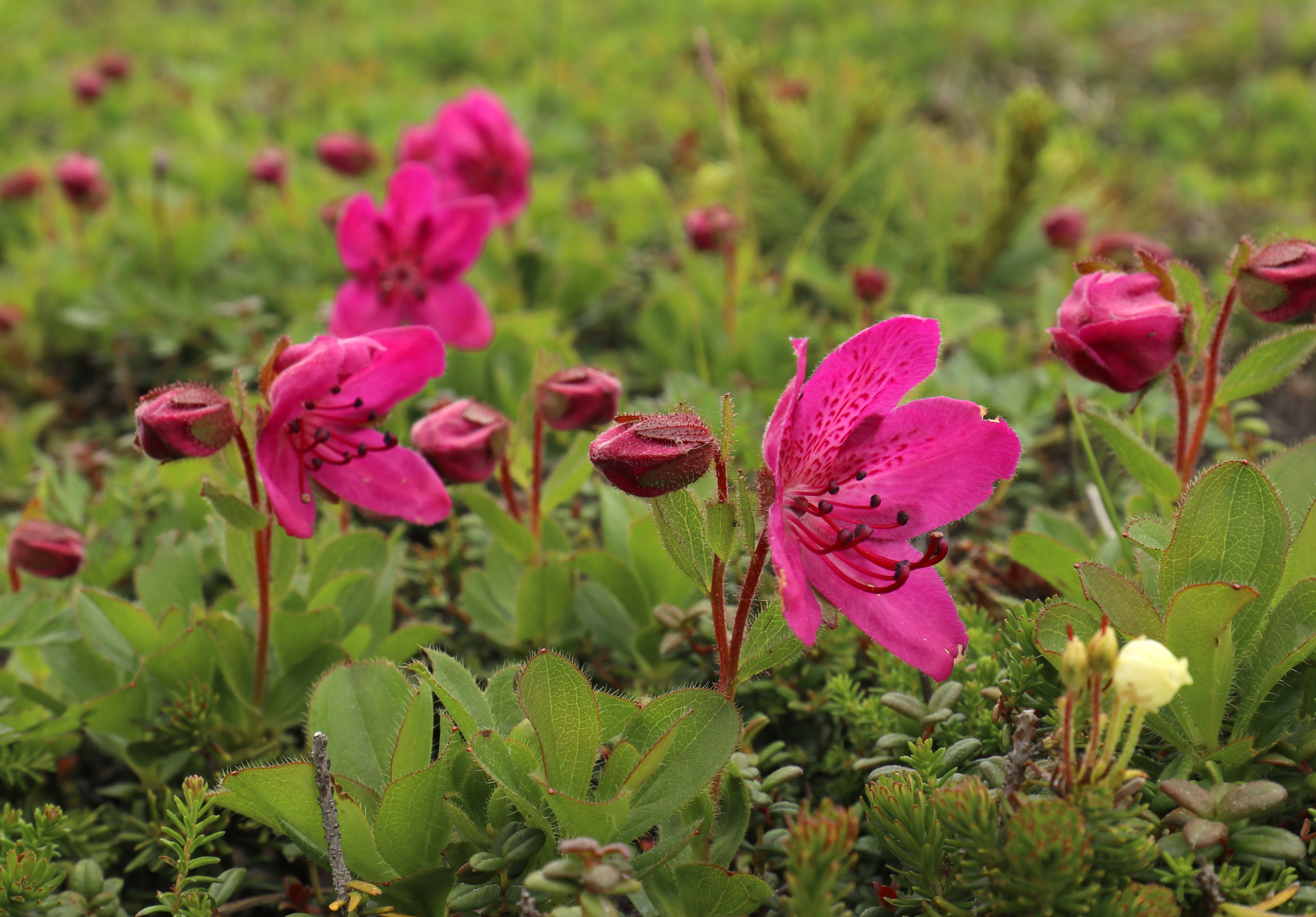 Камчатка и о. Парамушир. Июль 2024. Путешественник-фотограф из Санкт-Петербурга Татьяна Свистулина