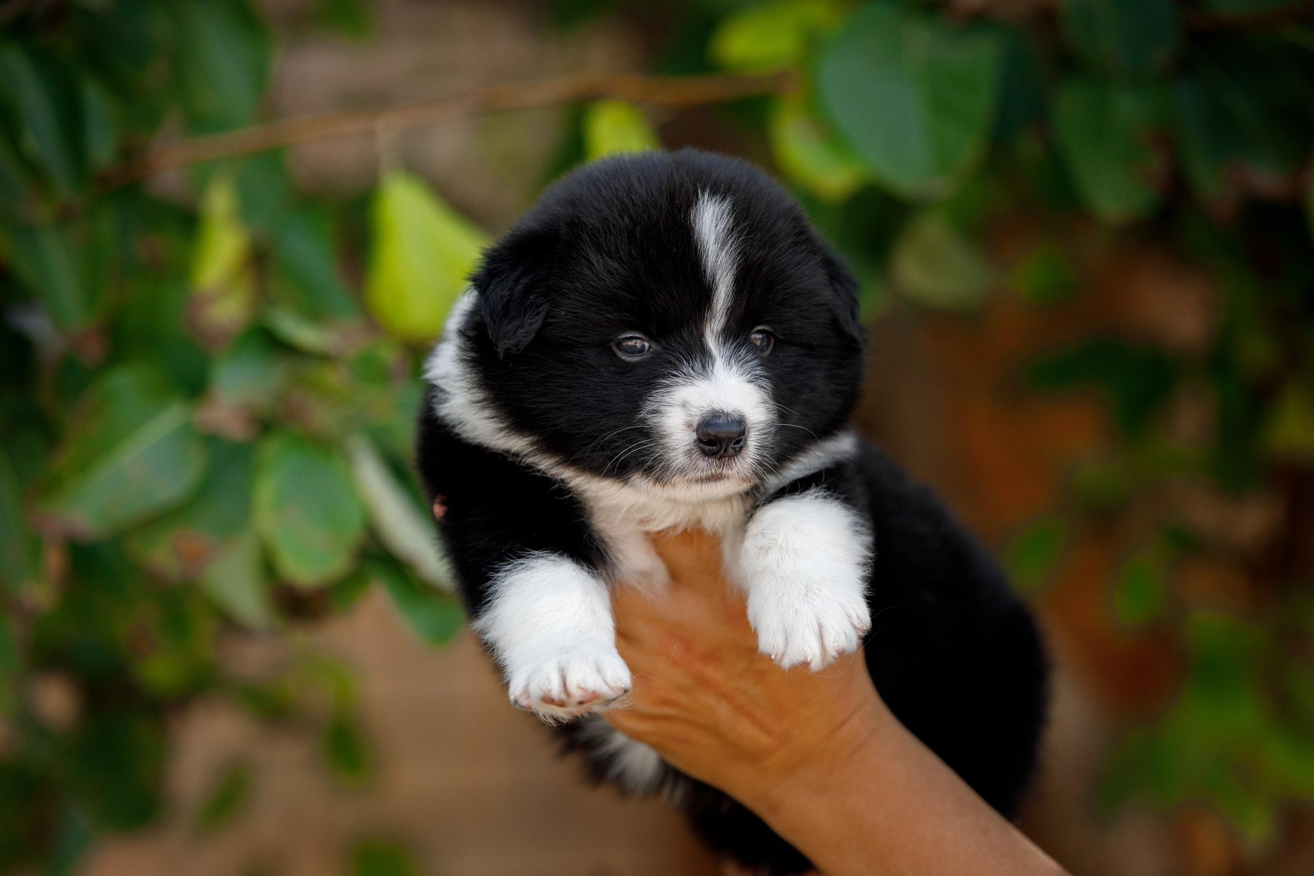 Смешарики. О нас