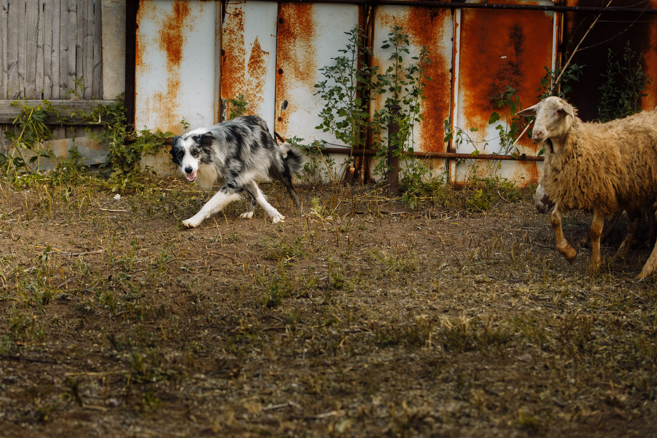 Овечий день. О нас