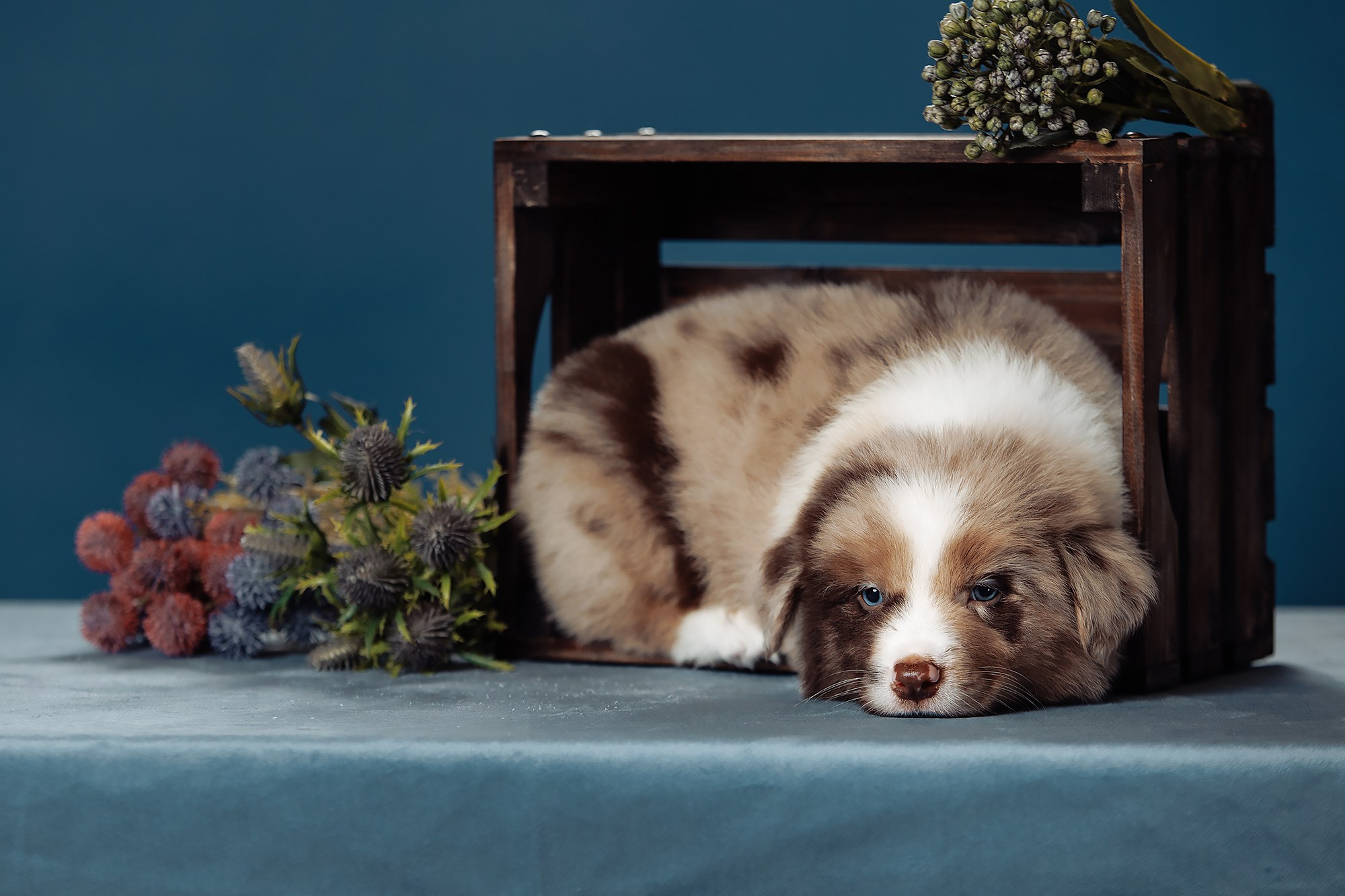 Синева. О нас