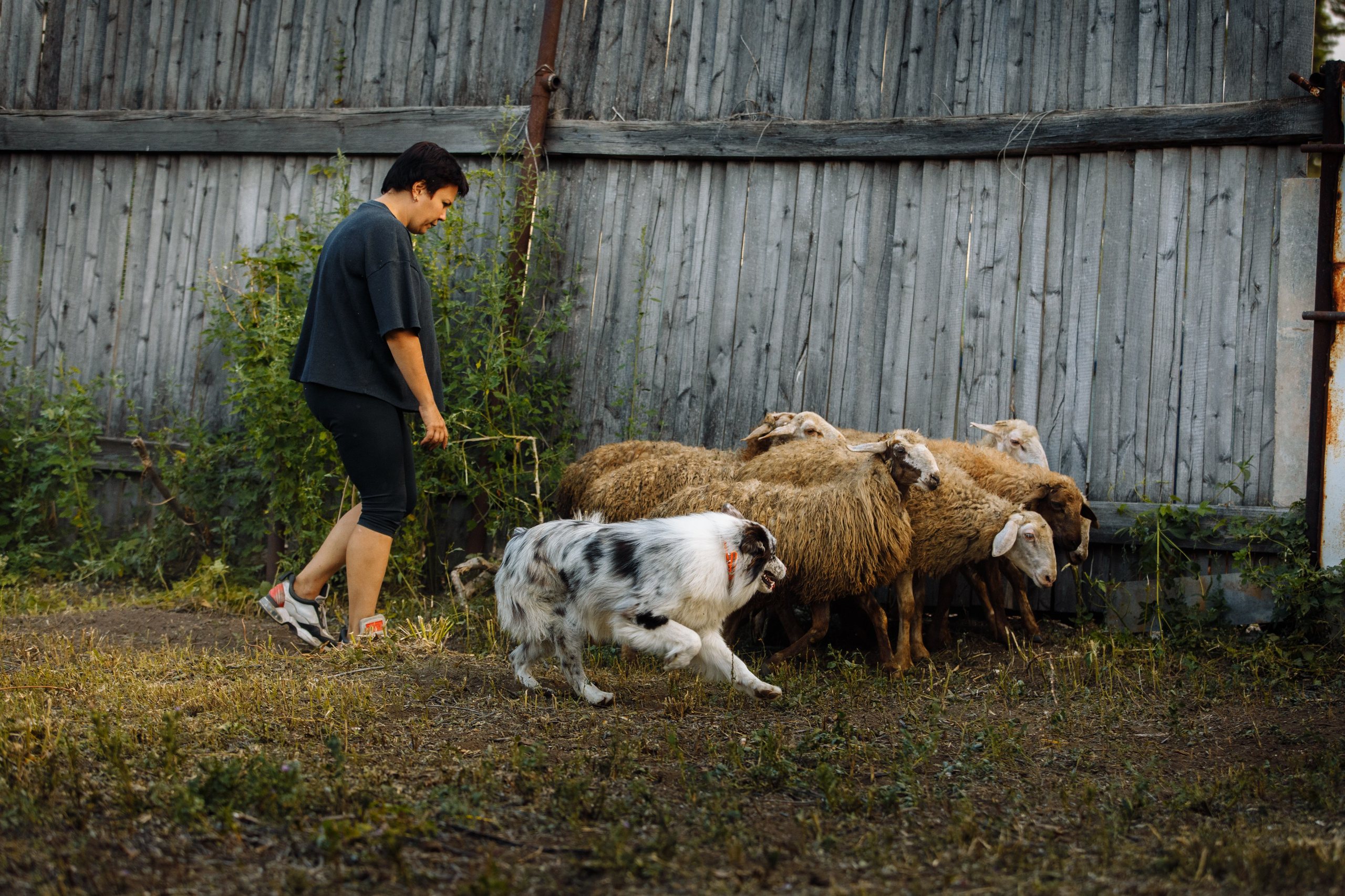 Овечий день. О нас