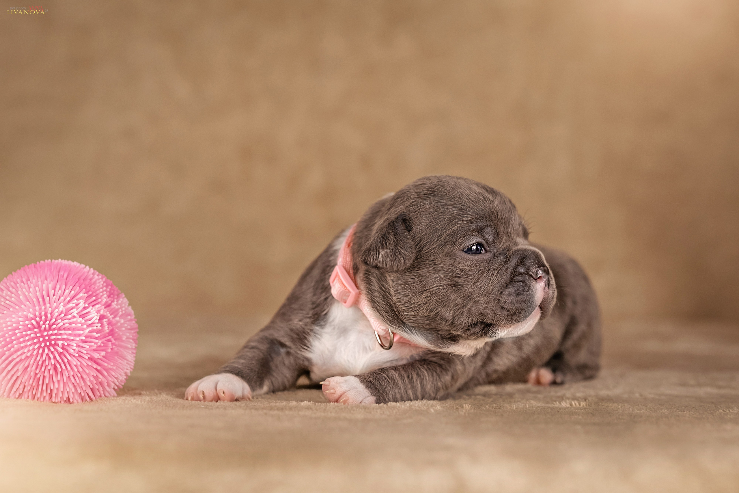Амбулли. Фотограф анималист Аня Ливанова | Рыбинск