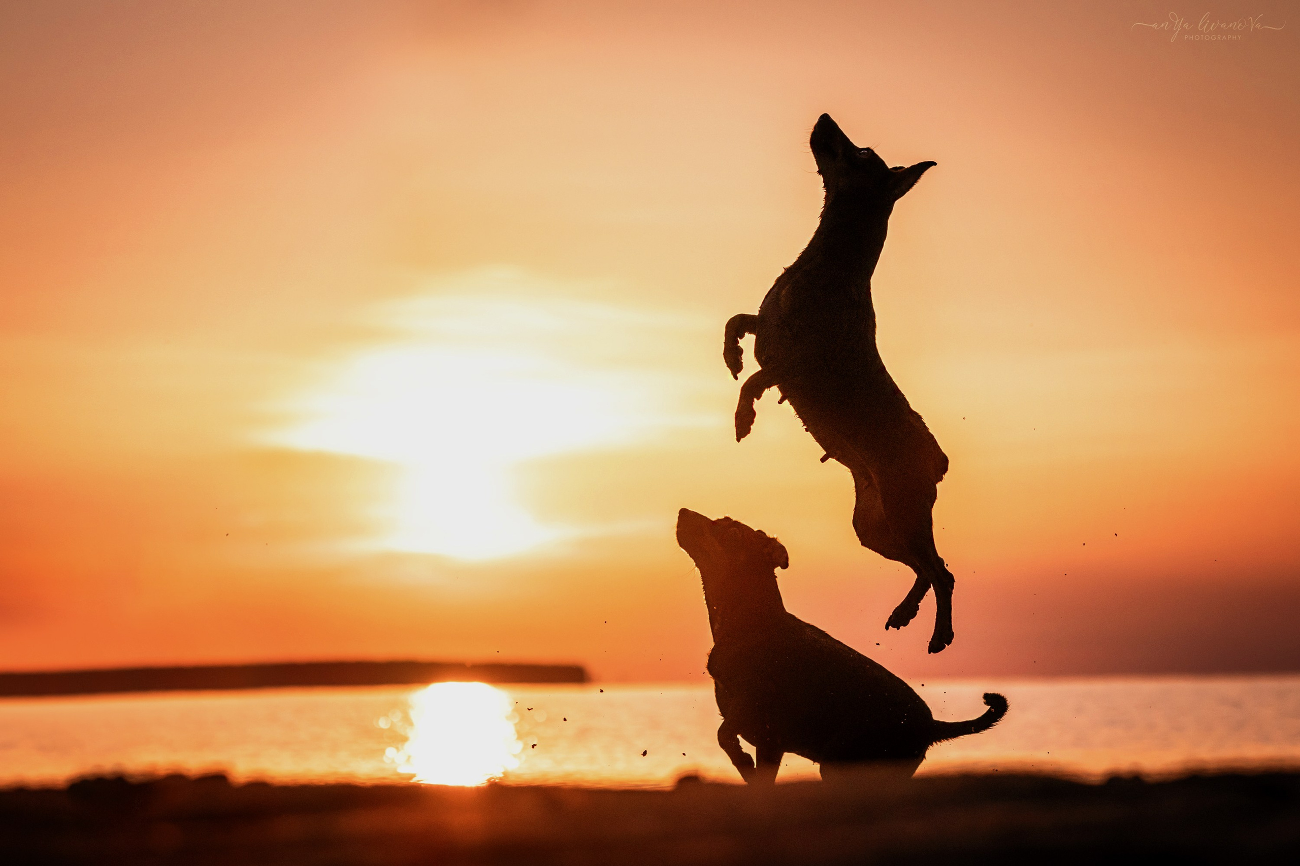 Ляля — Маня — Плюша закат. Фотограф анималист Аня Ливанова | Рыбинск