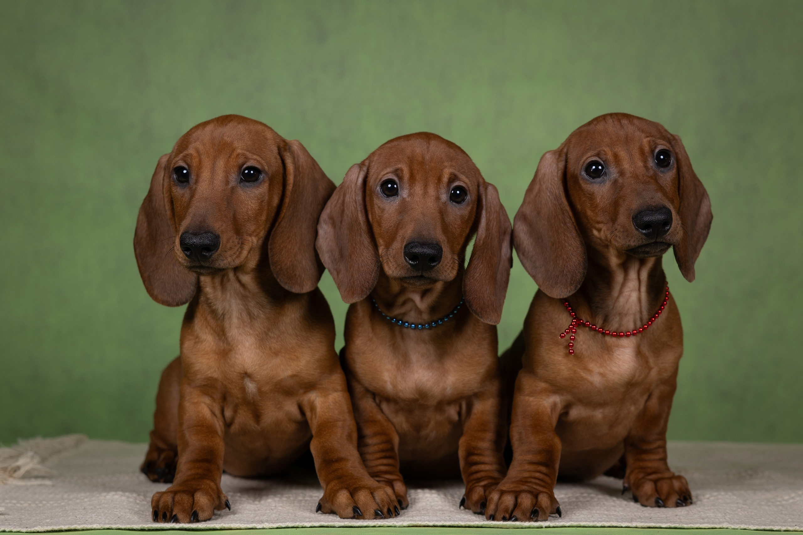 Щенки в домашней студии. Фотограф анималист в Казани Алина Сулейманова. Фотограф животных