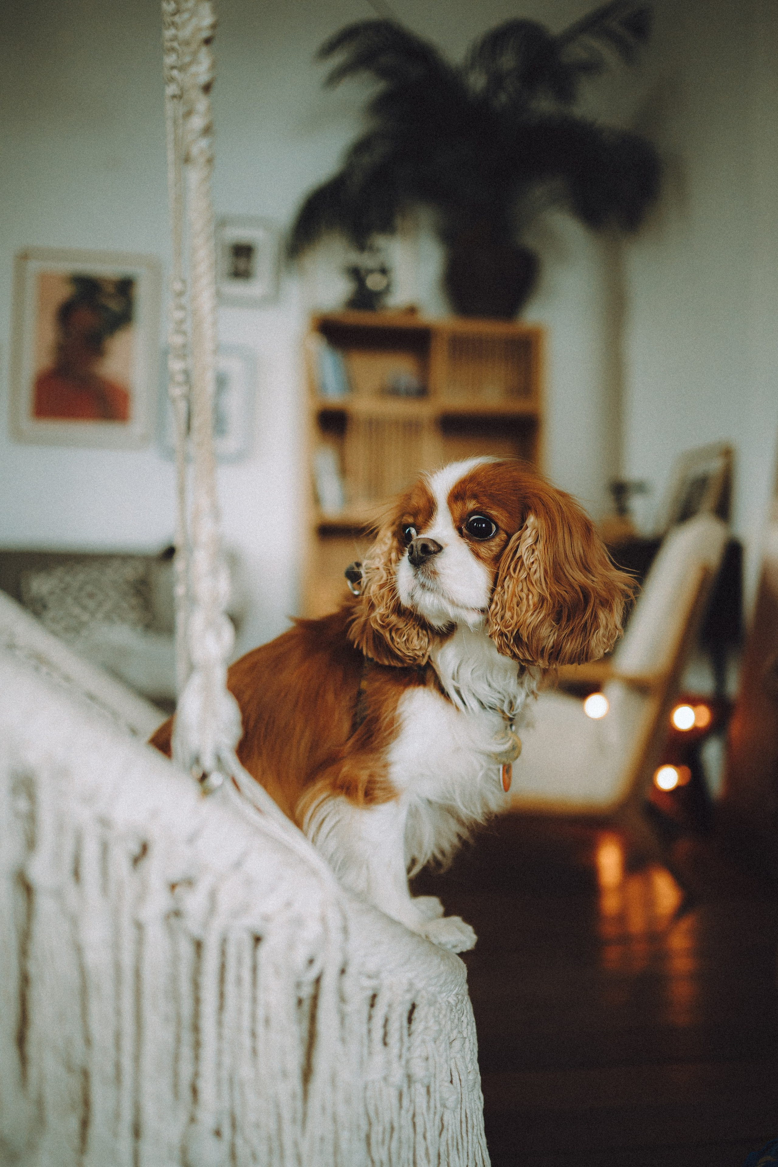 Валя, Вася, Аня и Ириска