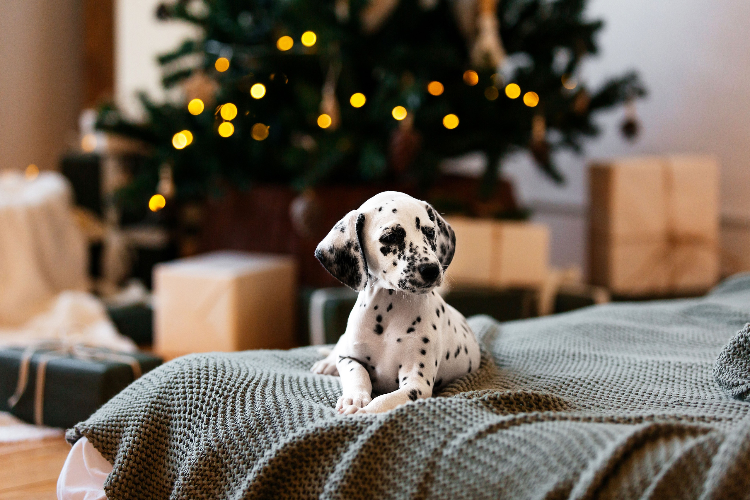 Далматины в новогодней фотостудии. Фотограф-анималист в Краснодаре Маша Мельникова