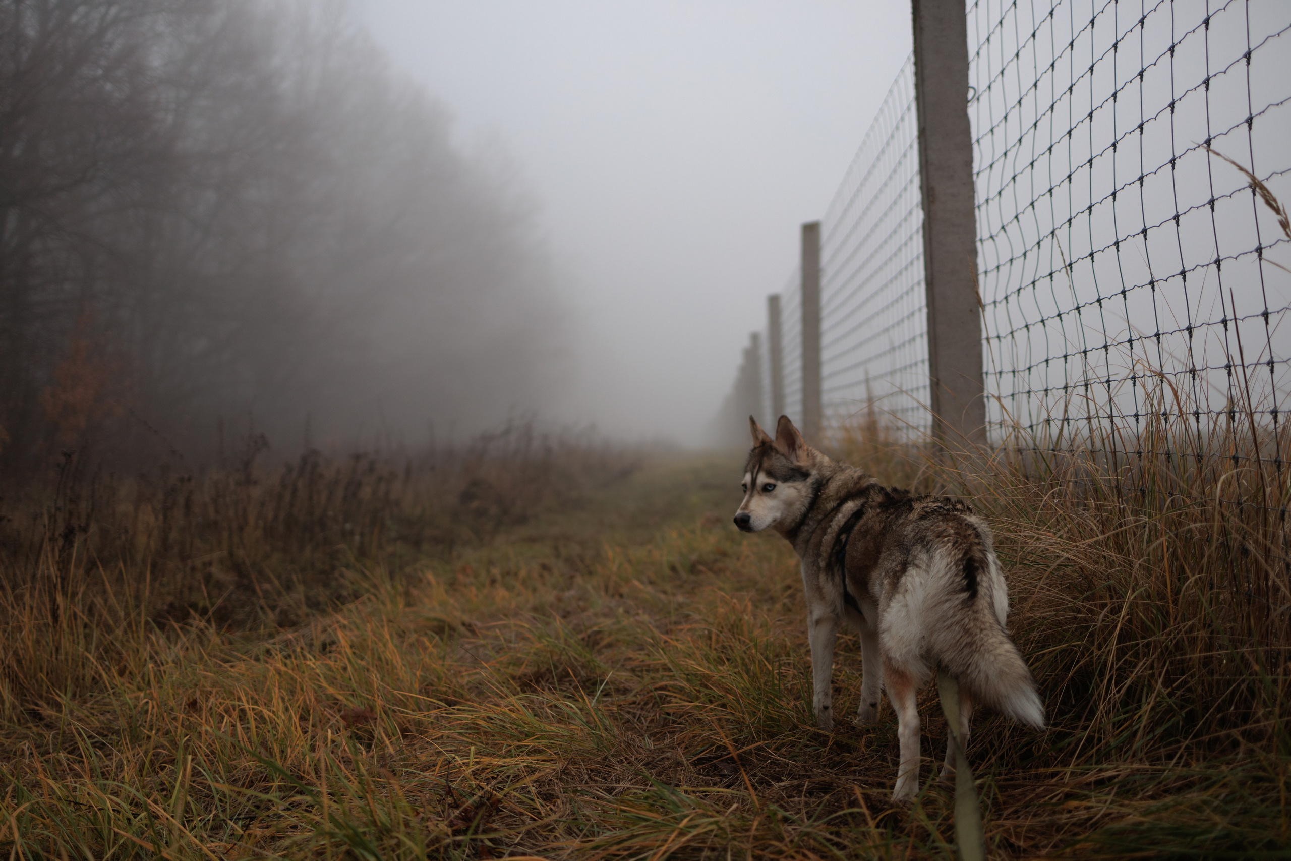 В туманном лесу. Семейный фотограф в Белгороде