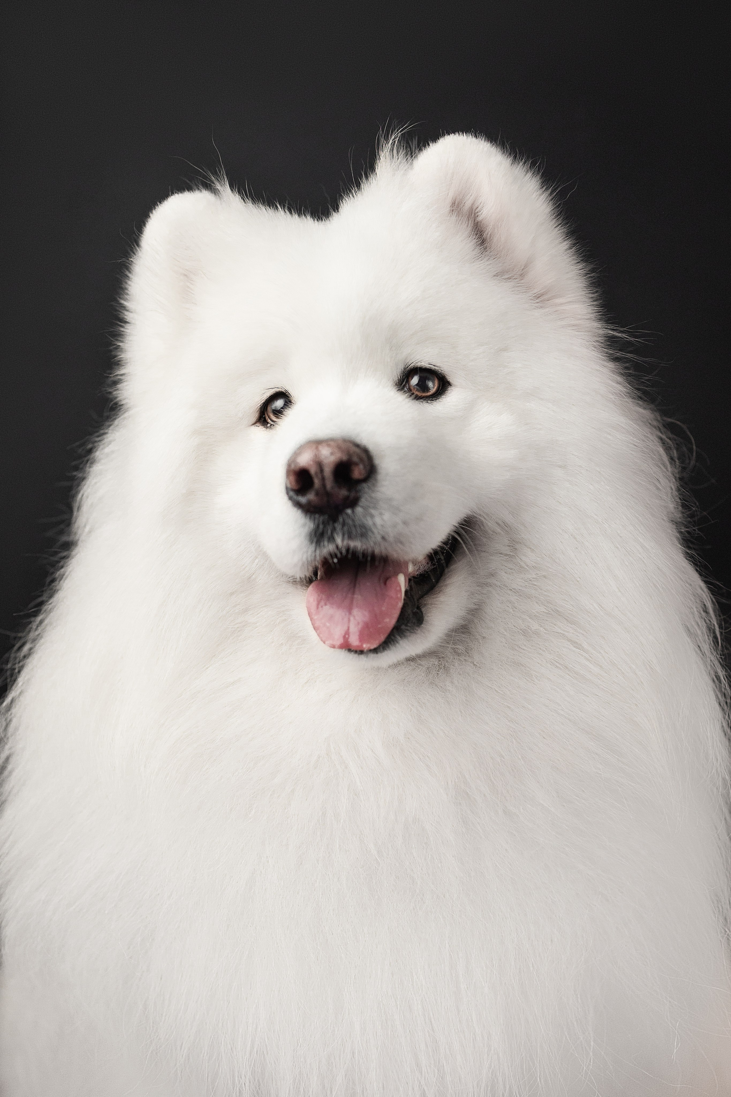 Студия, летающие вкусняшки. Фотограф анималист в Москве Майорова Евгения