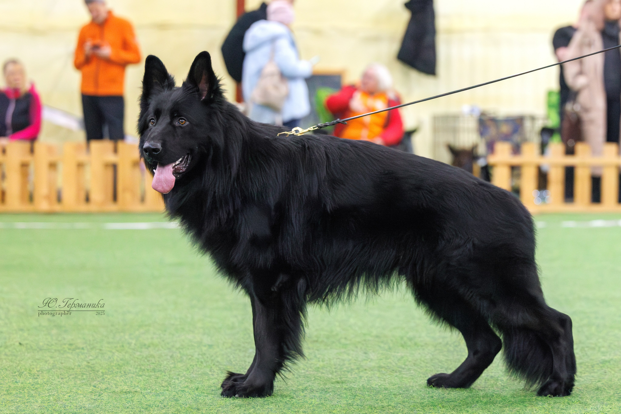 Гран-При 8.02.2025 и Крокус 09.02.2025. Фотограф-анималист Юлия Германика