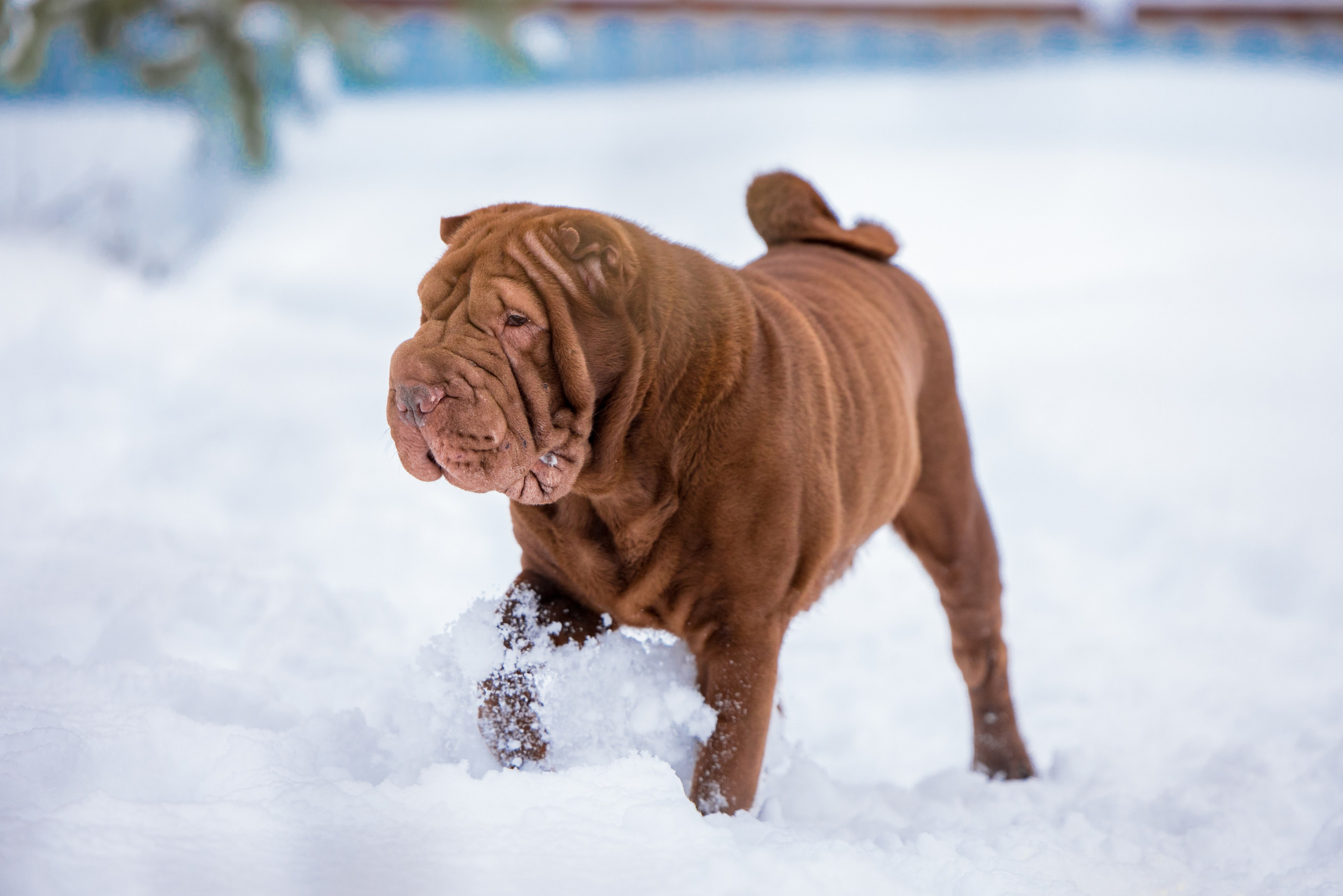 В гостях у шарпеев 16.01.2024. Фотограф-анималист Юлия Германика