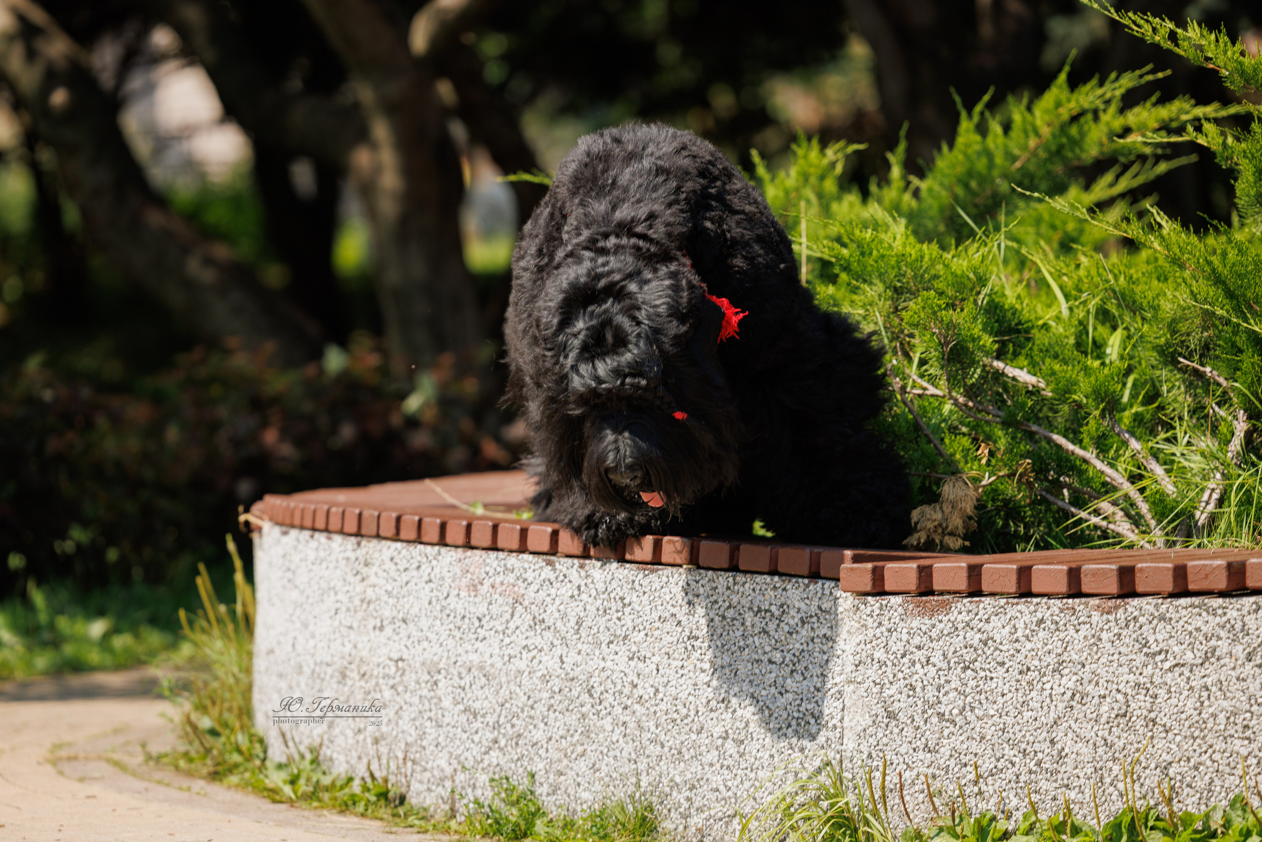Фотосет Бригада УХ)). Фотограф-анималист Юлия Германика