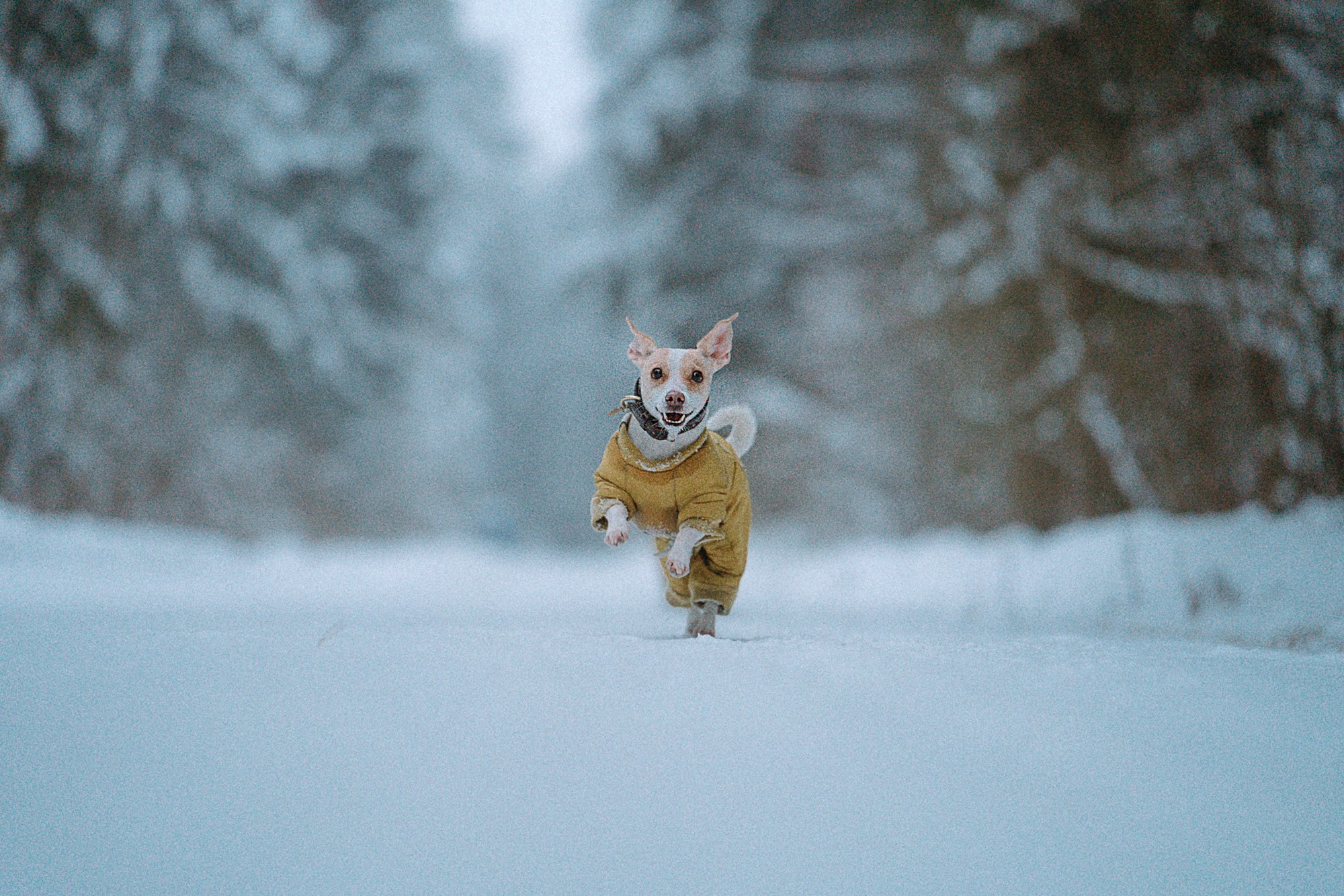 Алина, Ваниль и Элис. Фотограф анималист в Москве и Санкт-Петербурге Свиридова Анна