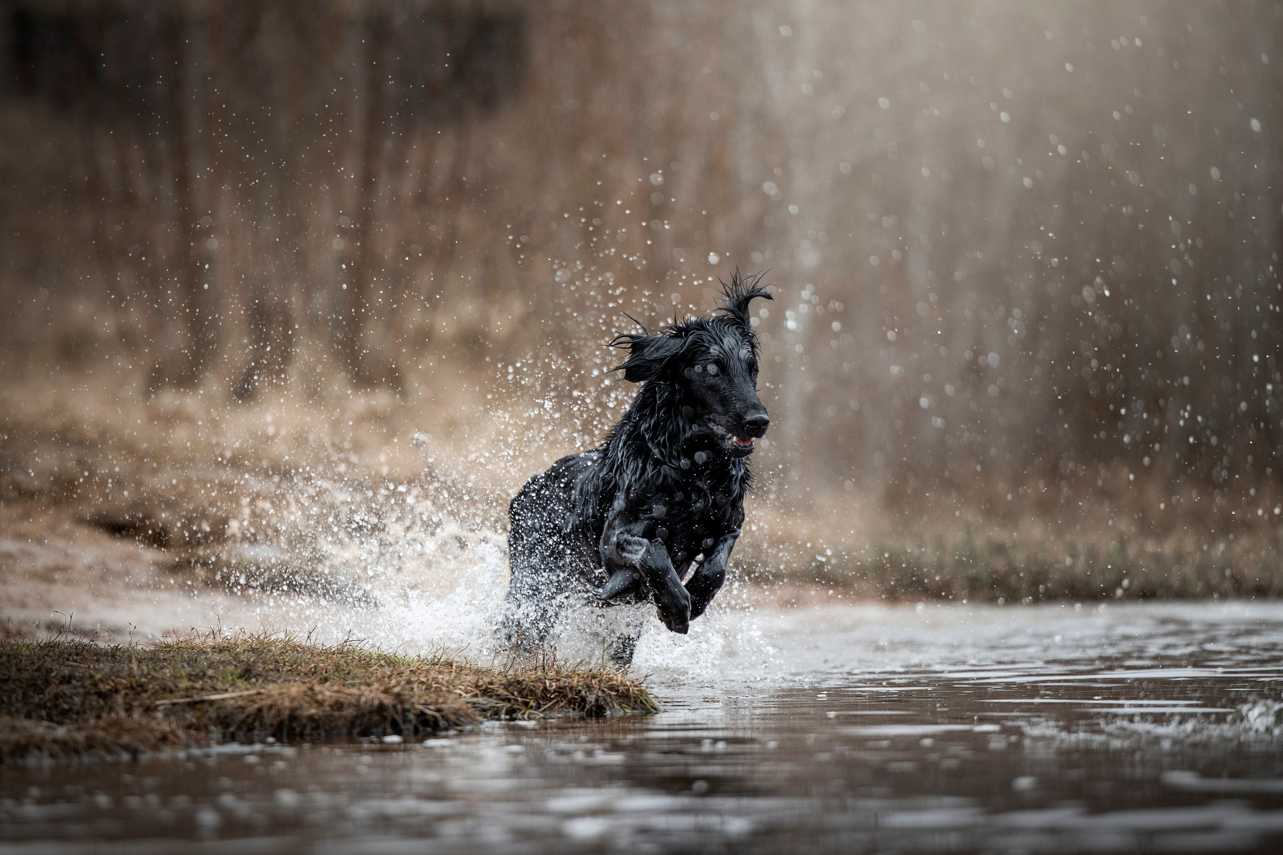 Ора, Ева, Рози и их семья. Фотограф — Анималист | Санкт-Петербург
