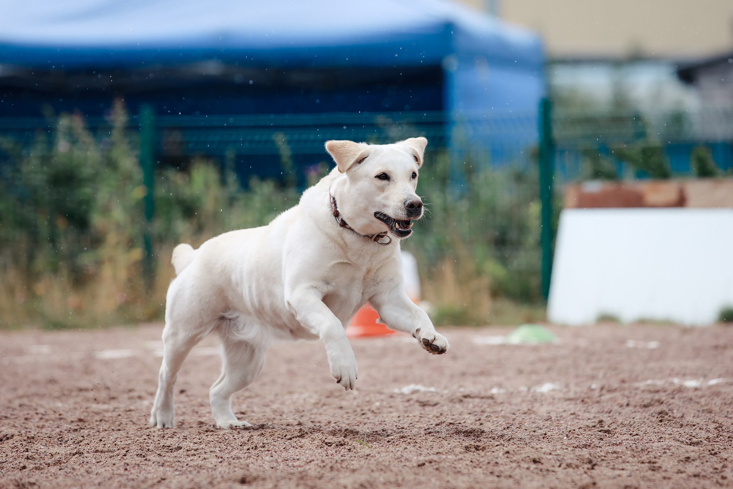 Питч&Гоу + веселые старты. Фотограф-анималист Mary Mart — Москва, Питер
