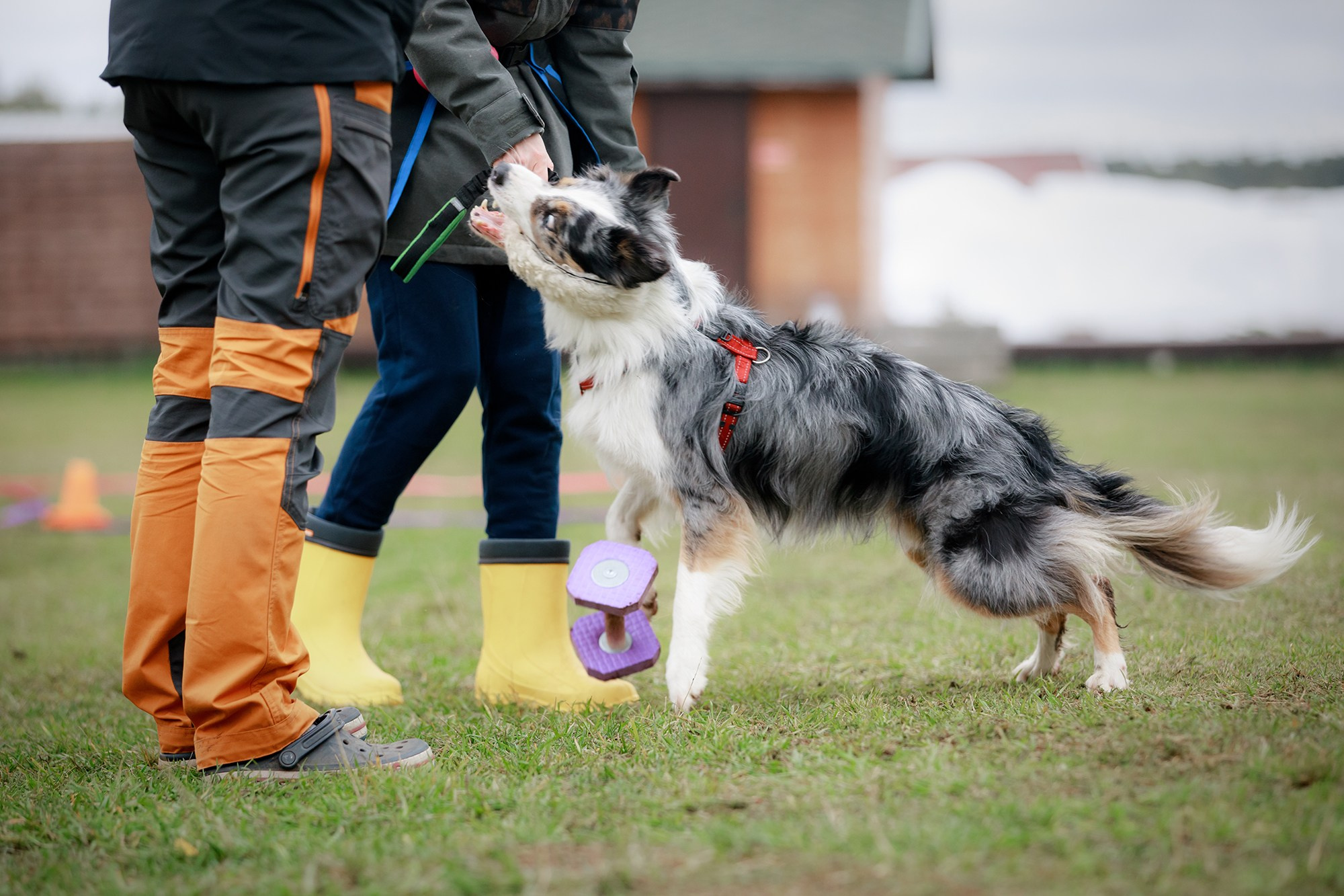 Лагерь по ОБД с Инной Баженовой. Фотограф-анималист Mary Mart — Москва, Питер