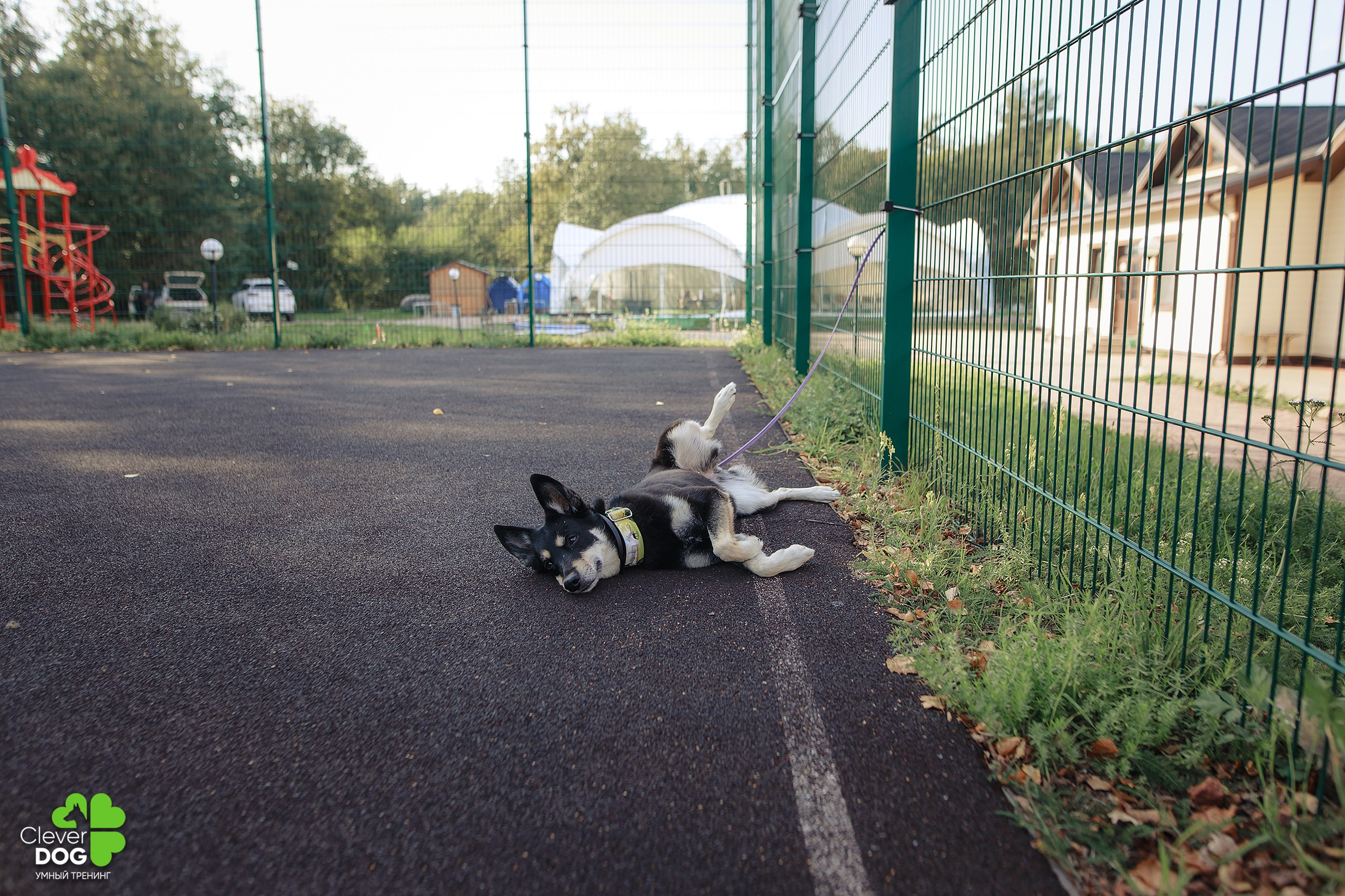 Кинологический лагерь CleverDog, 2024. Фотограф-анималист Mary Mart — Москва, Питер
