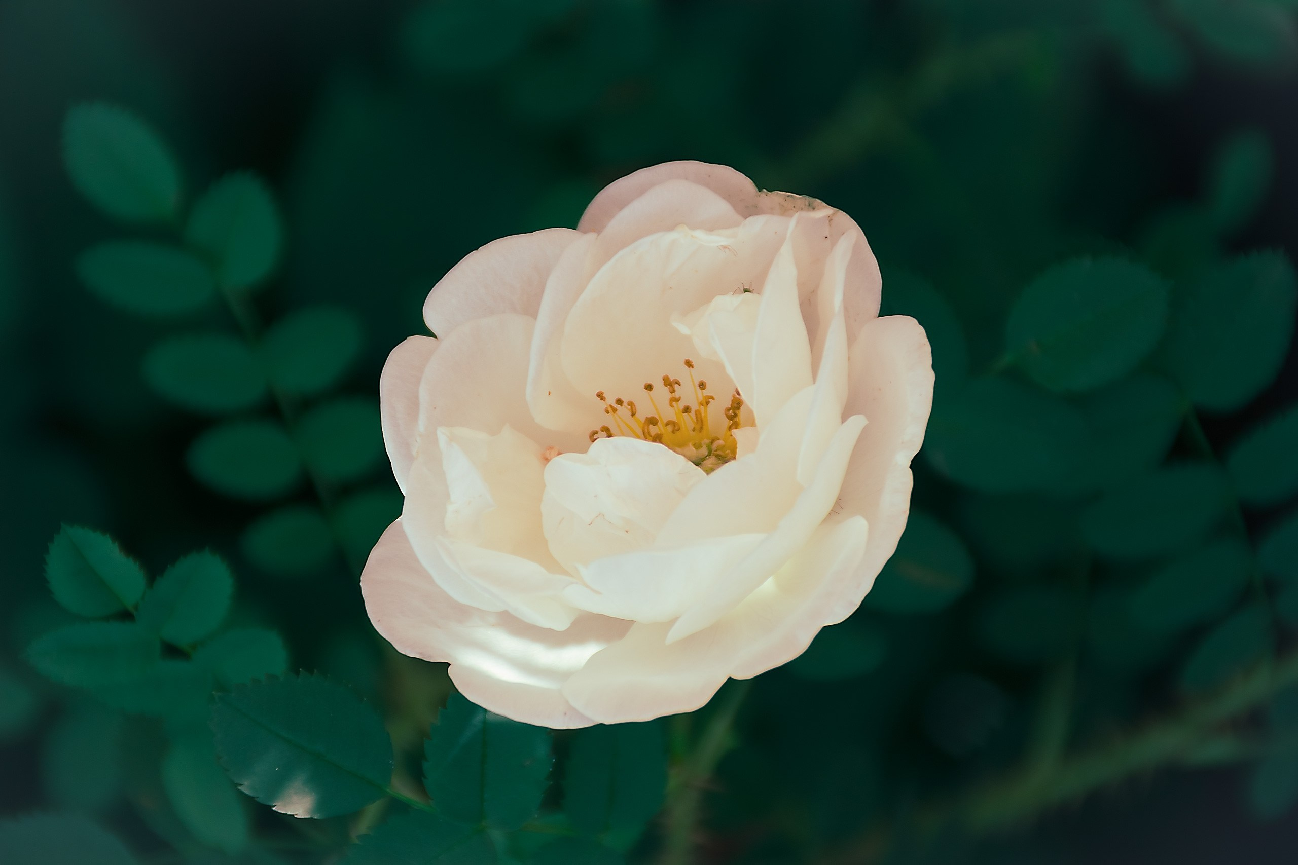 Великое в Малом. Аmat Victoria Сuram