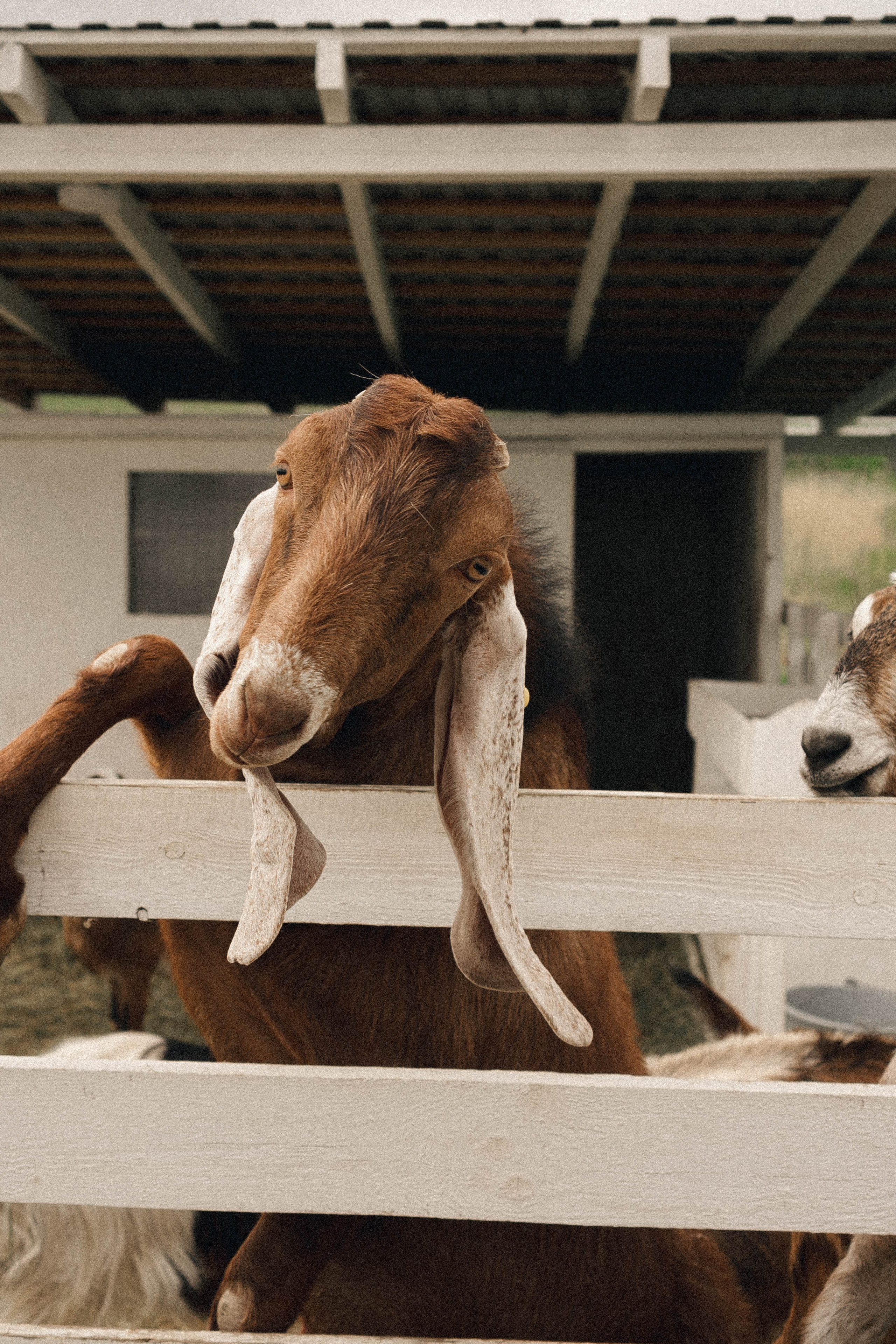 Ферма Альпак. Профессиональный фотограф, Санкт-Петербург — Виктория Богомолова