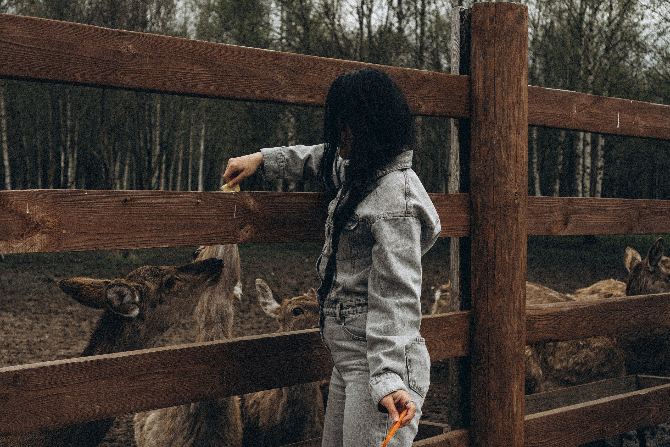 ОЛЕНЬЯ ФЕРМА В ТВЕРИ. Профессиональный фотограф, Санкт-Петербург — Виктория Богомолова